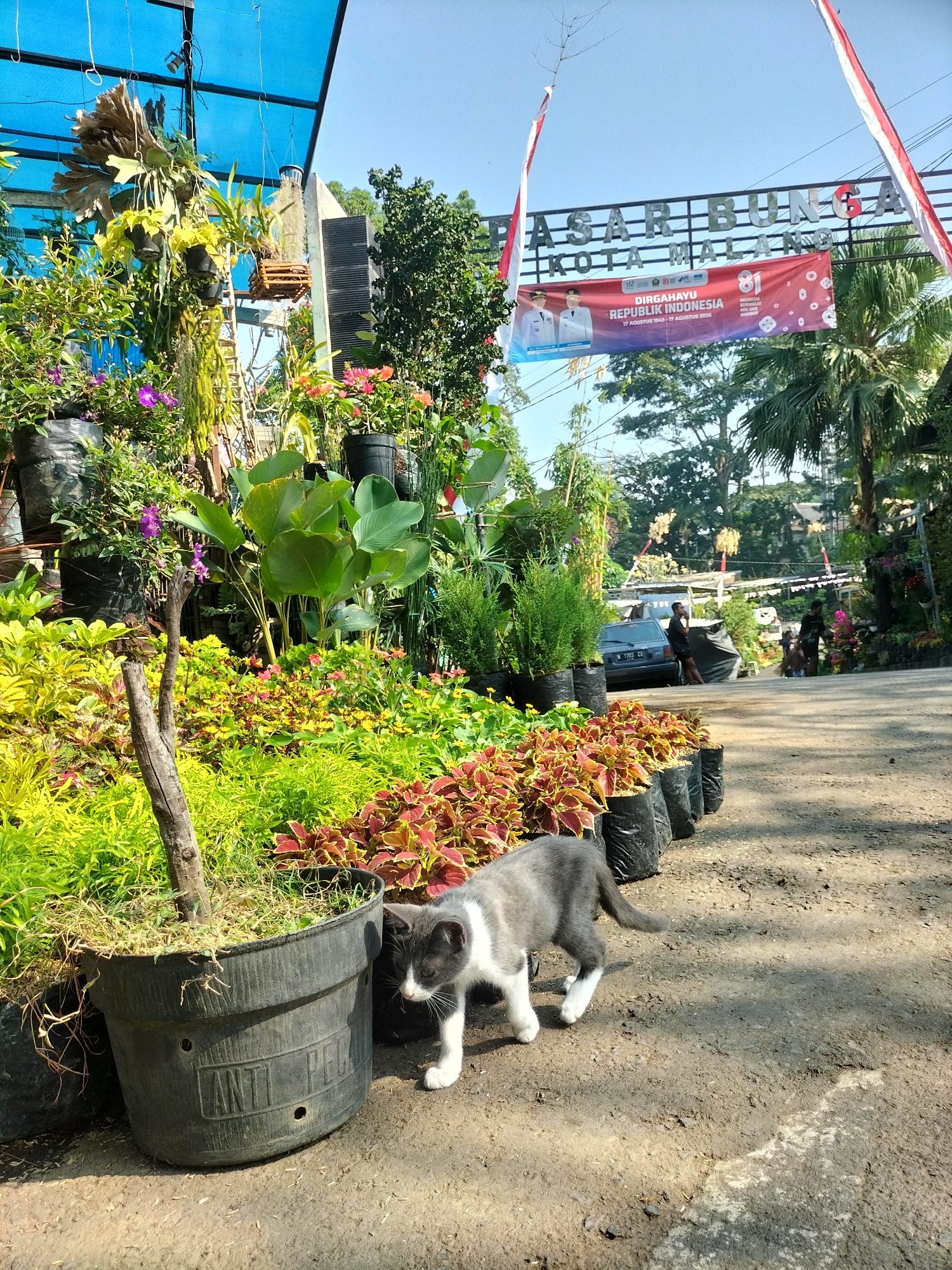 A gray and white kitten walks on a dirt path in front of potted plants. The kitten is looking down and to the right. The potted plants are arranged in rows, with some in black plastic bags and one large black planter. In the background, there is a sign that reads "PASAR BUNGA KOTA MALANG" which translates to "Malang City Flower Market". Red and white Indonesian flags are hanging from a structure above the sign. The scene appears to be outdoors on a sunny day, with some trees and buildings visible in the distance.