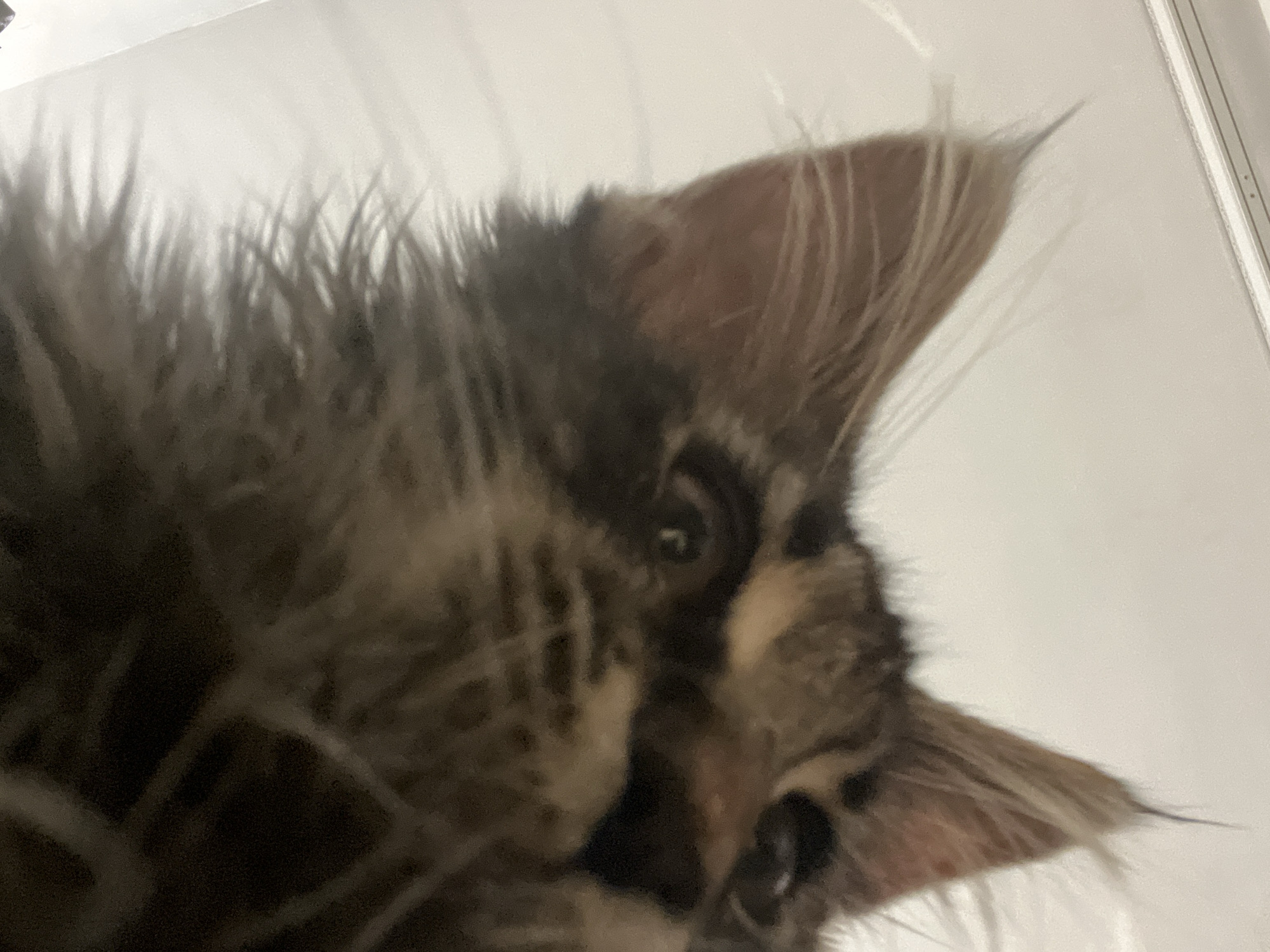An upside-down, close-up photograph shows the face of a tabby cat. The cat's fur is a mix of brown, black, and tan stripes. Its eyes are dark and looking forward. The cat's ears are pointed and erect. The background is a plain white surface, possibly a wall or a table. The lighting is soft and even, casting no harsh shadows.