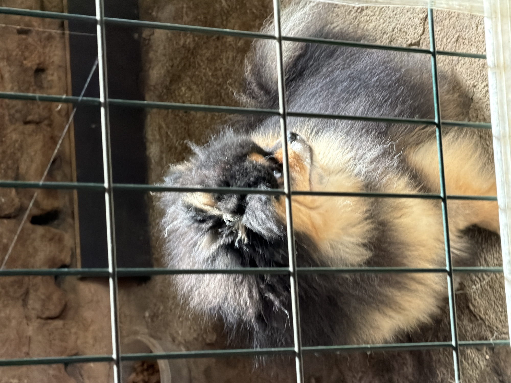 The image displays a fluffy, multi-colored animal, likely a small dog breed such as a Pomeranian, resting within a green metal cage. The animal's fur is a mixture of black, dark grey, and light tan or cream, with the tan coloration prominent around its face and underside. Its face is partially visible, showing a small black nose and part of its snout, as it appears to be looking slightly upwards.
The animal is contained within an enclosure, the bars of which prominently crisscross the frame, casting distinct shadows on the animal's fur and the ground. The ground inside the enclosure is a light brown, textured surface, possibly dirt or sand. In the lower left corner, a small, light-colored bowl containing food, resembling kibble, is visible behind the cage bars.
The background behind the enclosure features a rough, textured wall, which appears to be made of stone or concrete, displaying varying shades of brown and grey with some darker recesses. Thin, faint string-like elements, possibly spiderwebs, are visible on the left side of this background wall.
The scene is brightly illuminated by natural light, suggesting it is daytime on a clear, sunny day, evidenced by the sharp shadows cast by the cage bars. The animal appears calm or asleep. The location context is Panagyurishte, Bulgaria. No visible text is present in the image.