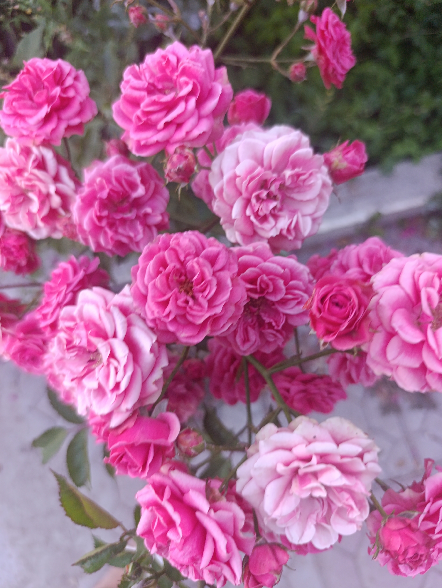 A cluster of pink roses is in bloom, some fully open and others in bud. The flowers vary in shade from deep magenta to pale pink. They are attached to thin, green stems, with a few blurred green leaves also visible. The background is a soft, out-of-focus blend of greenery and a pale, mottled surface, possibly a wall or pavement. The lighting appears diffused, suggesting an overcast day or shaded location. No people or animals are present. The image does not contain any information that would allow for a specific location in Bosteri, Kyrgyzstan to be identified.