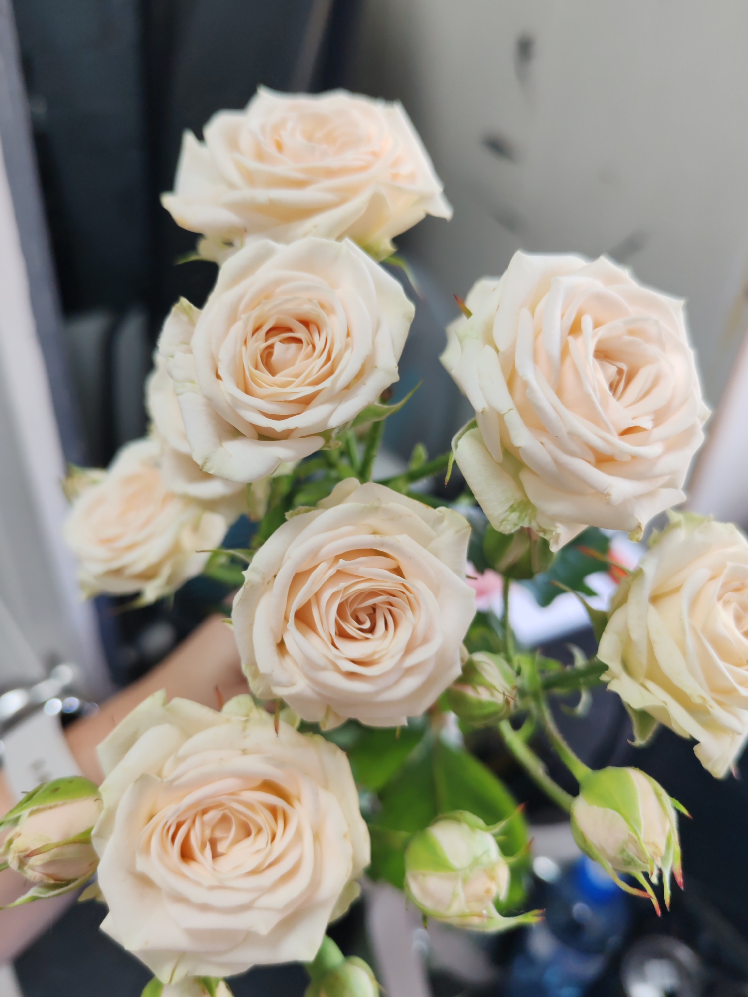 A close-up shot depicts a bouquet of light peach-colored roses in full bloom and budding. The roses are the main subjects, exhibiting spiraling petal arrangements in their centers. They are interspersed with green leaves and spiky sepals. A hand, visible with a wristwatch, holds the flowers.
The background features indistinct shapes and colors, including gray and white vertical panels, likely a wall or furniture. A dark blue object is also visible, appearing to be a water bottle. There is no definitive visual evidence to confirm the location as the city of Chaikovsky, Russia.
