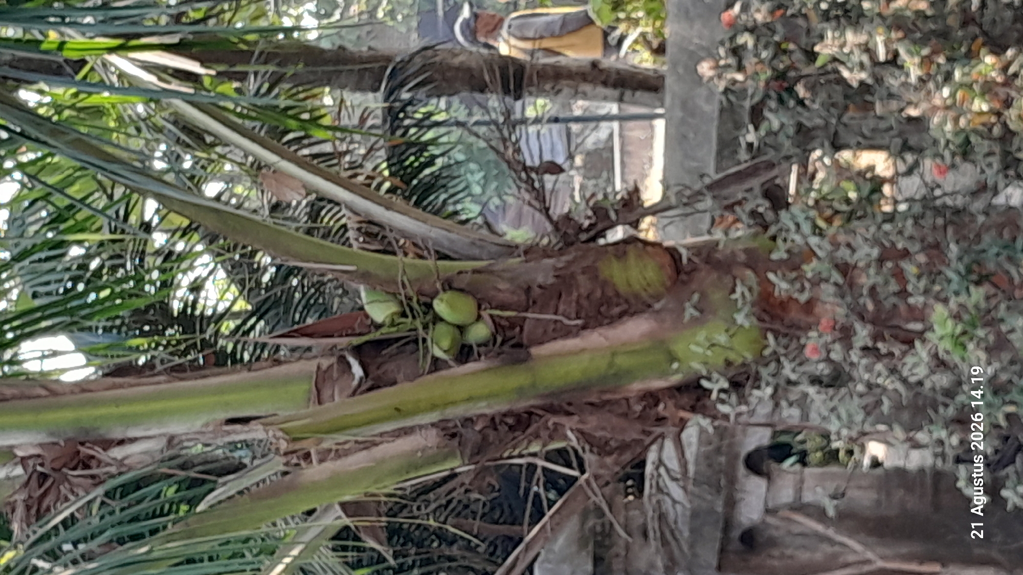 The image shows a close-up view of a coconut tree with several small, green coconuts visible. The trunk of the tree is thick and textured, with green and brown hues. Palm fronds extend from the top of the tree, creating a canopy that filters the sunlight. In the background, a person wearing a yellow vest and a cap is partially visible, walking away from the camera. A low concrete wall or fence is present in the foreground, covered in small green plants. The overall setting appears to be outdoors in a tropical or subtropical environment. The date stamp at the bottom left of the image indicates "21 Agustus 2026 14.19". While the location is stated as Takeran, Indonesia, this is not visually discernible from the image itself.