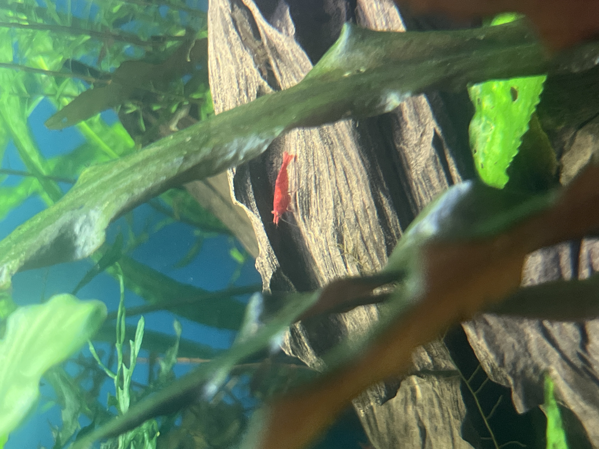 An extreme close-up shot captures a red shrimp on a piece of driftwood in an aquarium. The shrimp is small and bright red, positioned on the left side of the driftwood. The driftwood is textured with horizontal lines and appears to be submerged in water. Lush green aquatic plants are visible in the foreground and background, with a blurry blue background suggesting the aquarium's water. The lighting is natural, highlighting the colors of the shrimp and plants. The composition focuses on the intricate details of the underwater environment.