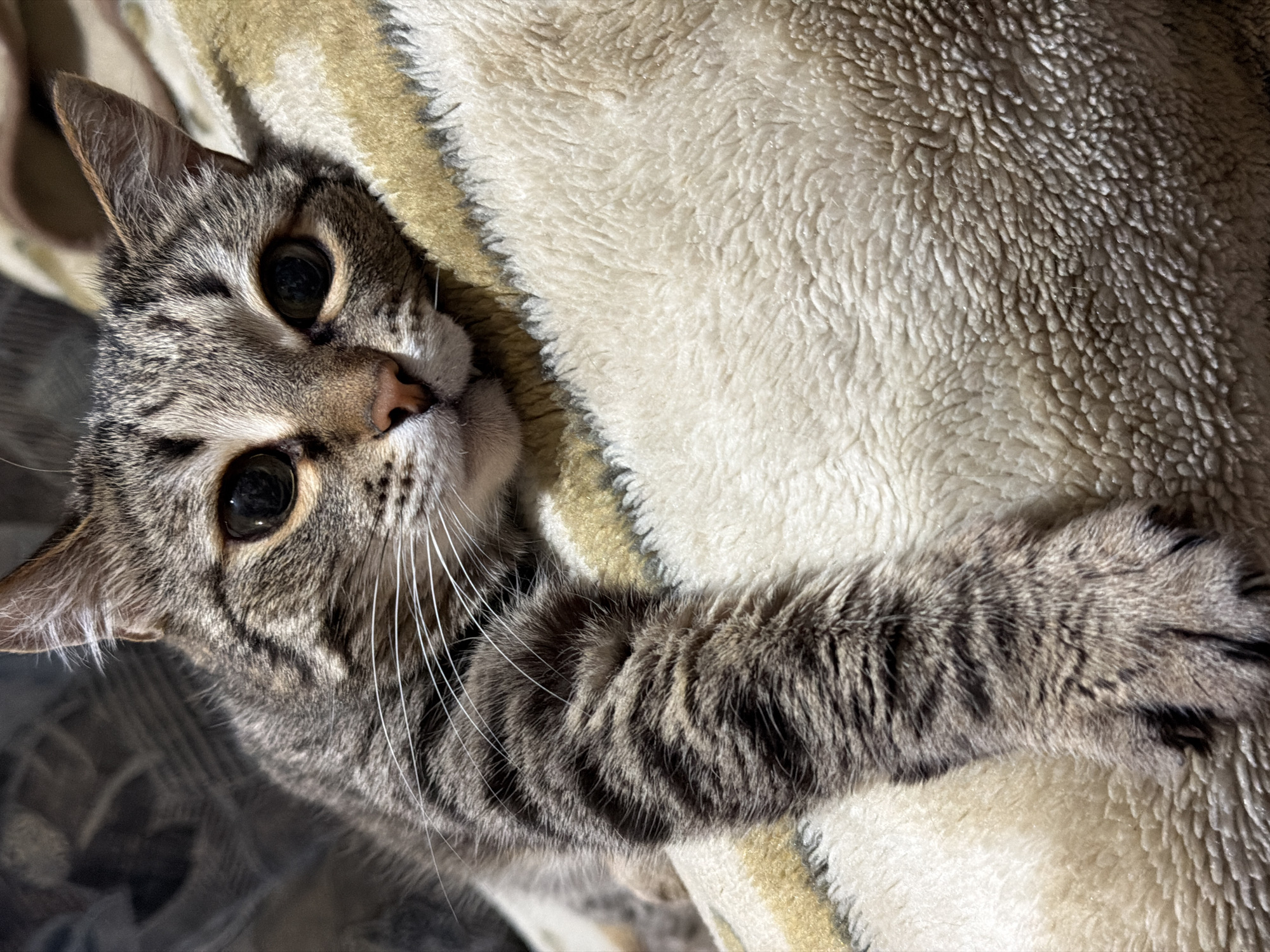 A close-up, medium-shot photograph captures a tabby cat reclining on a soft, textured blanket. The cat's head is tilted upwards, with its large, dark eyes gazing directly into the camera. The fur around its face is grey and brown, with distinct tabby stripes. Its whiskers are long and white. One of the cat's paws extends towards the right side of the frame, resting on the blanket. The blanket is cream-colored, with a textured, plush surface. There is no indication of Izhevsk, Russia or any other location.