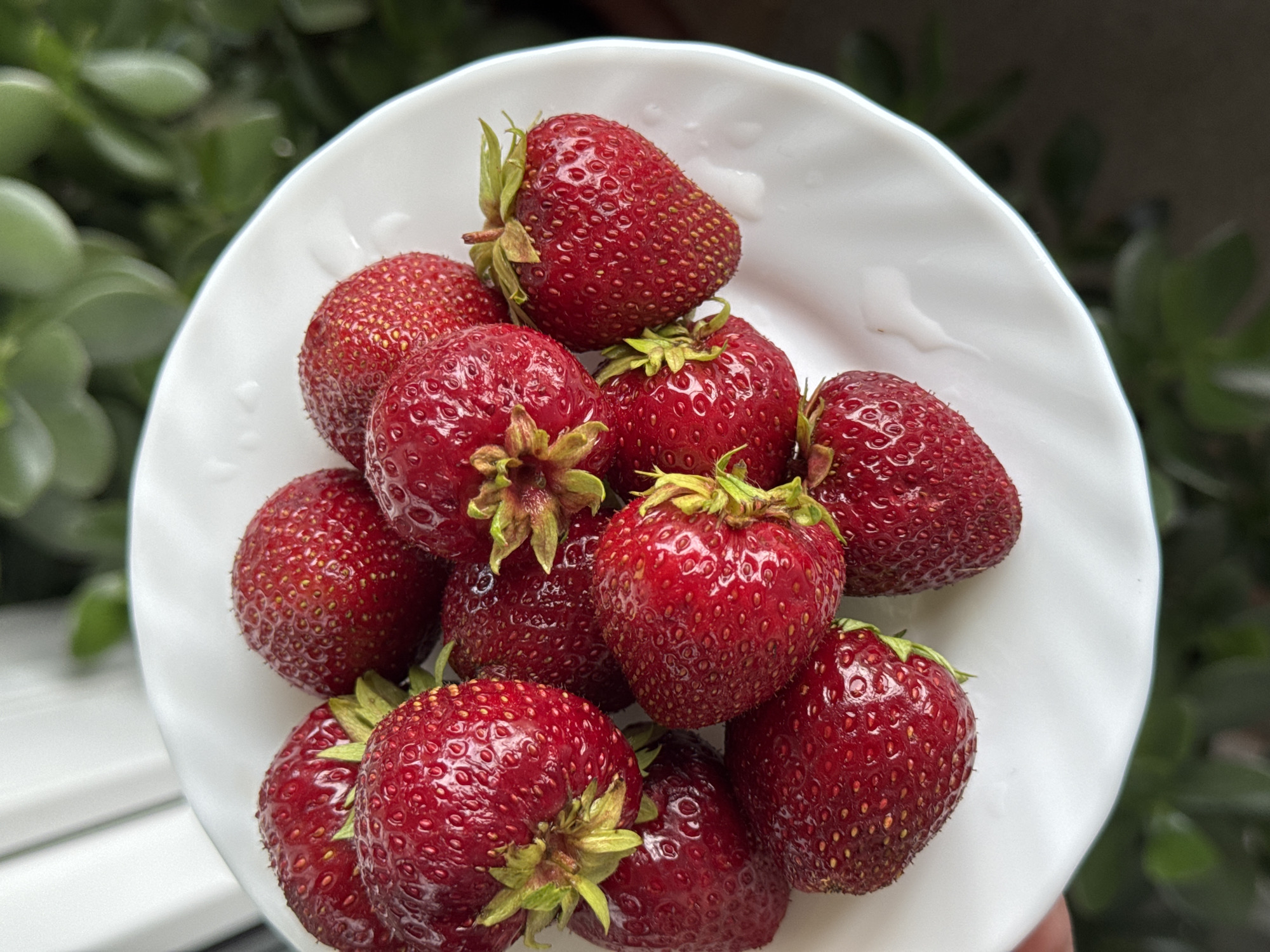 A plate of fresh strawberries is presented on a white plate. The strawberries are a vibrant red color with visible seeds and green stems. The plate is positioned outdoors, with a blurred background of lush green foliage, suggesting a natural setting possibly in a garden or park. The image is taken from a high angle, focusing on the arrangement of the fruit. There are no people or animals visible in the frame. The lighting suggests it is daytime, with soft natural light illuminating the strawberries. The location within Sosnoviy Bor, Russia, is not explicitly indicated by any visual cues in the image itself.