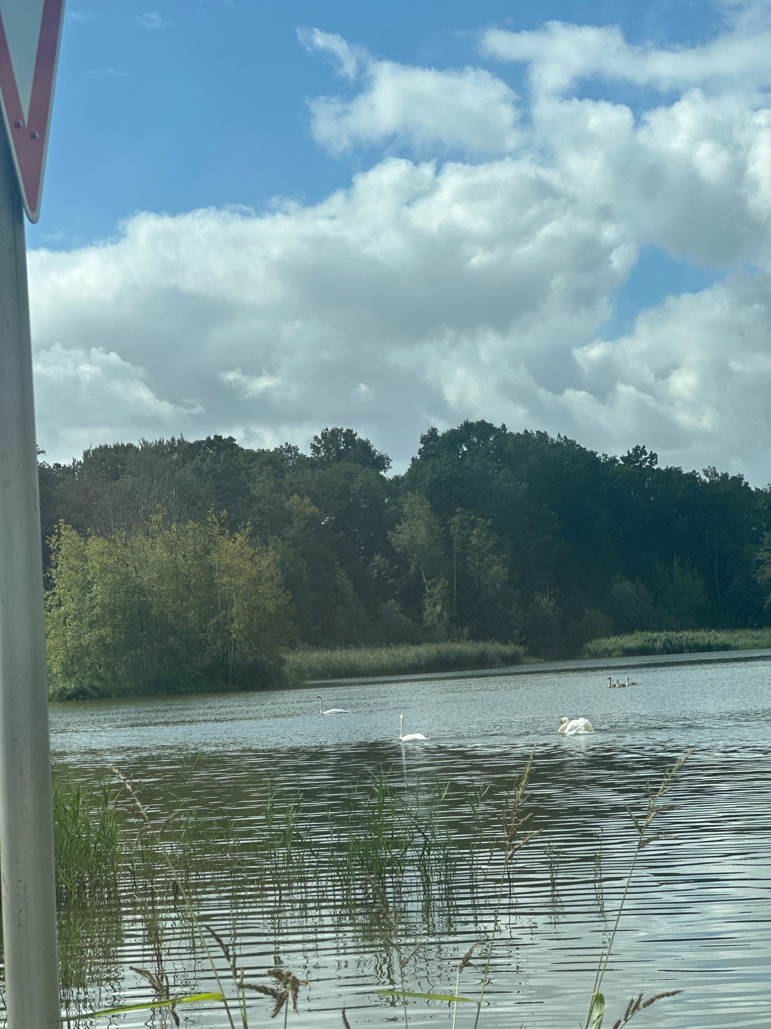 In Neschwitz - Njeswačidło, Germany, a body of water reflects a partly cloudy sky and a dense line of trees. The foreground is dominated by a grey pole with a triangular red and white sign, partially obscuring a cluster of tall green grass and reeds growing along the water's edge. Several white swans are visible on the water: one is swimming in the middle ground to the left, another is further to the right with its neck extended, and a group of three swans are clustered in the background to the right. The water exhibits a pattern of horizontal ripples. The trees form a thick, dark green backdrop, with some lighter green foliage visible closer to the water. The sky is a mix of blue patches and white, puffy clouds.