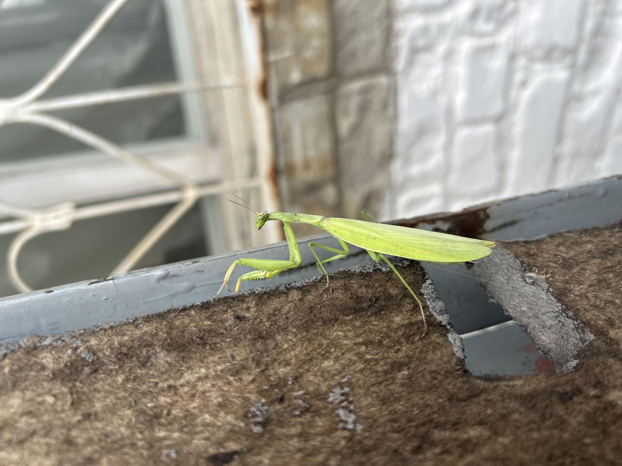 A praying mantis, identified as likely a female due to its size and presence of wing buds, is perched on a textured, brown surface that appears to be a rough material, possibly insulation or fabric, attached to a gray, metallic edge. The mantis is predominantly green, with a slender body, a triangular head featuring prominent compound eyes, and raptorial forelegs extended in a defensive or hunting posture. Its long antennae are visible, and its body is positioned parallel to the gray edge. In the background, a white brick wall is discernible, with a blurred view of a window featuring a decorative white metal grate. The overall environment suggests an outdoor setting, potentially near a building. The location is identified as Smolyaninovo, Russia, although the image itself provides no direct visual cues to confirm this specific geographic placement.