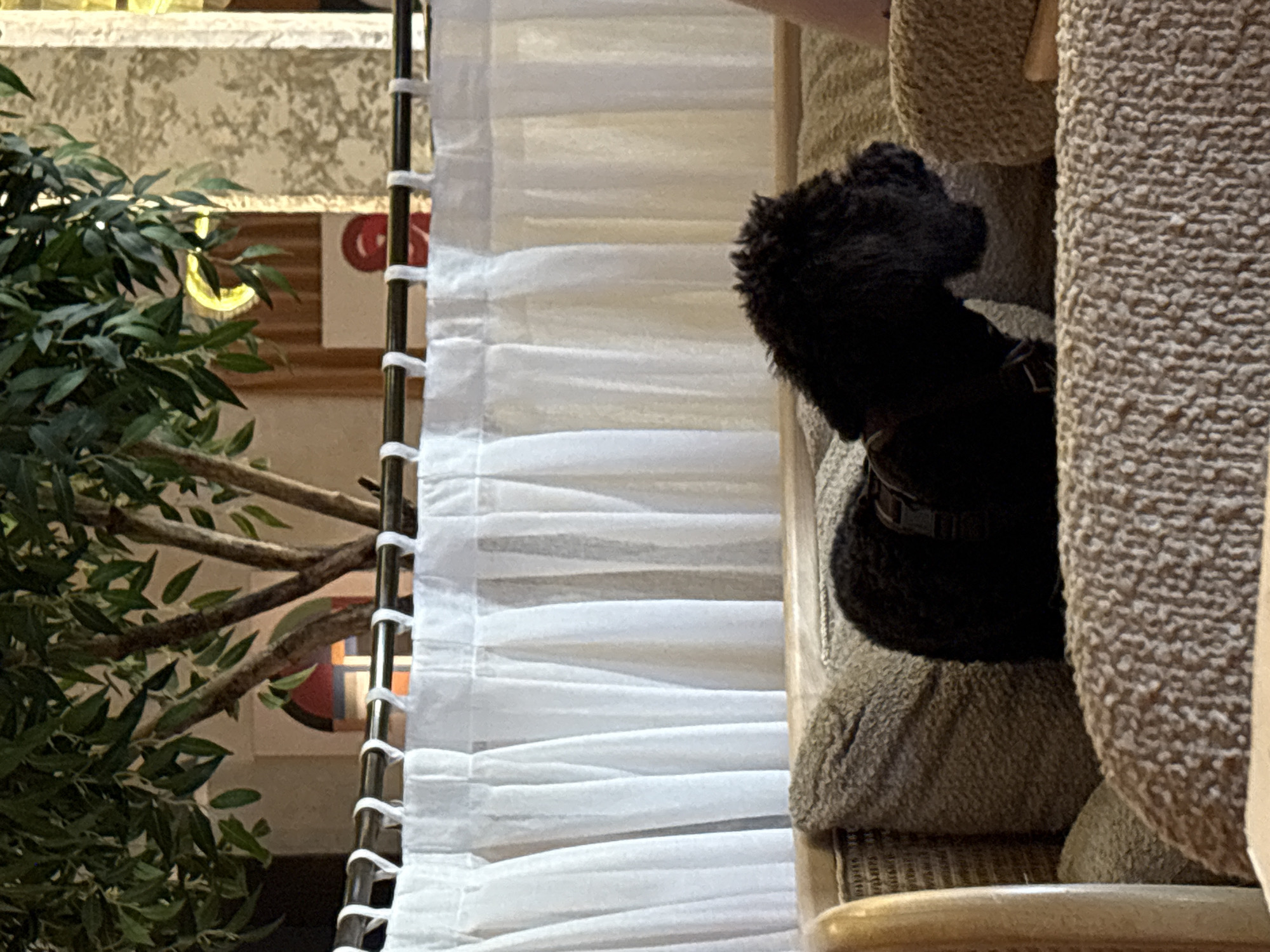The scene is an indoor shot of a small black dog sitting on a carpeted perch, likely part of a cat tree or similar structure. The dog wears a collar. In the background, a white sheer curtain hangs near a green plant. Beyond the plant and curtain, there's a glimpse of an interior space with a wall, possibly decorated, and some light fixtures. The location is unspecified but suggested as Krasnoyarsk, Russia.
