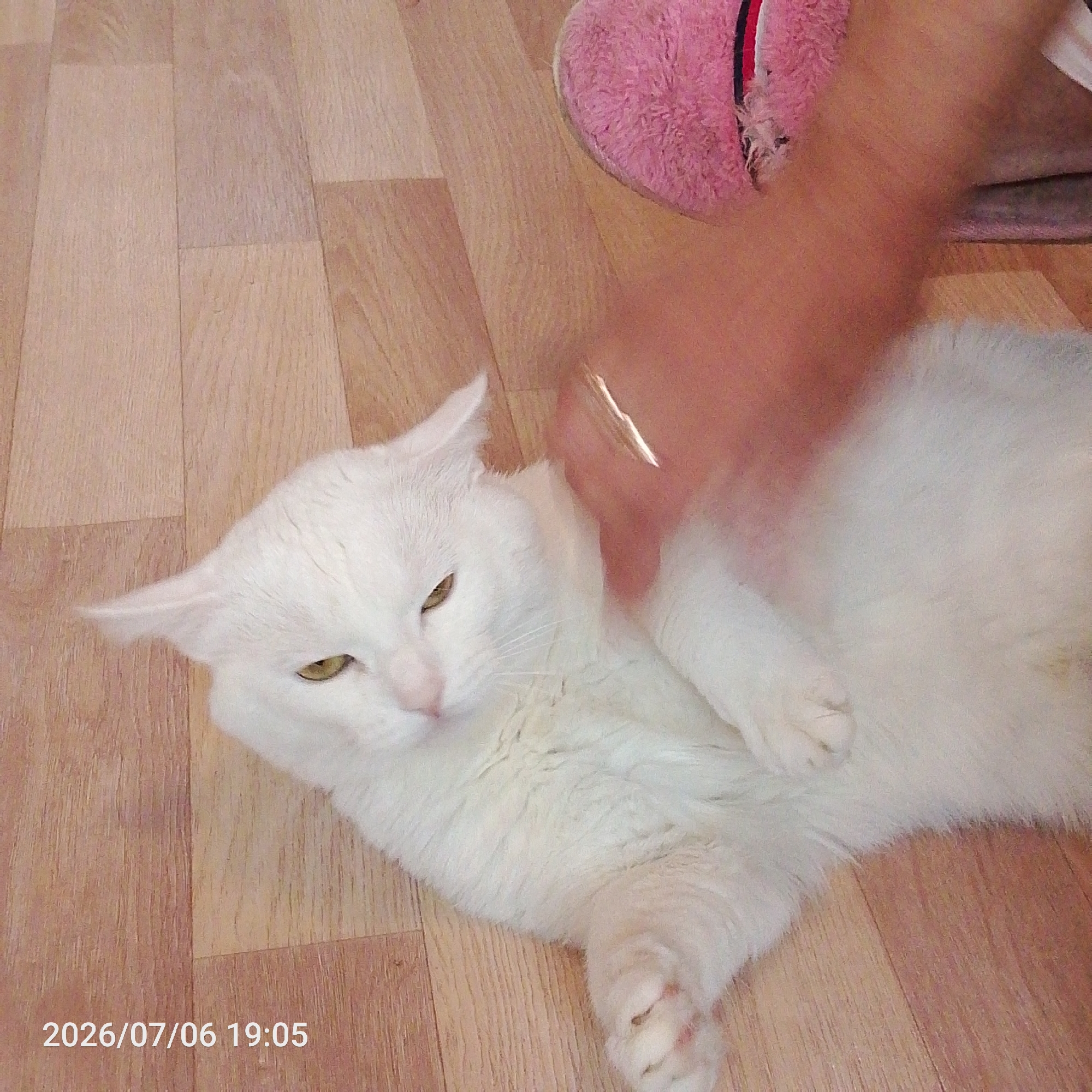 The image shows a white cat lying on a wooden floor. A person's hand, wearing a pink fuzzy slipper, is reaching down to pet the cat. The cat appears relaxed, with its eyes partially closed. The scene is indoors, likely a home, with natural lighting. The timestamp in the lower left corner indicates the date and time as 2026/07/06 19:05. There are no indications of weather or specific location cues beyond it being an indoor setting. The overall mood is peaceful and domestic.