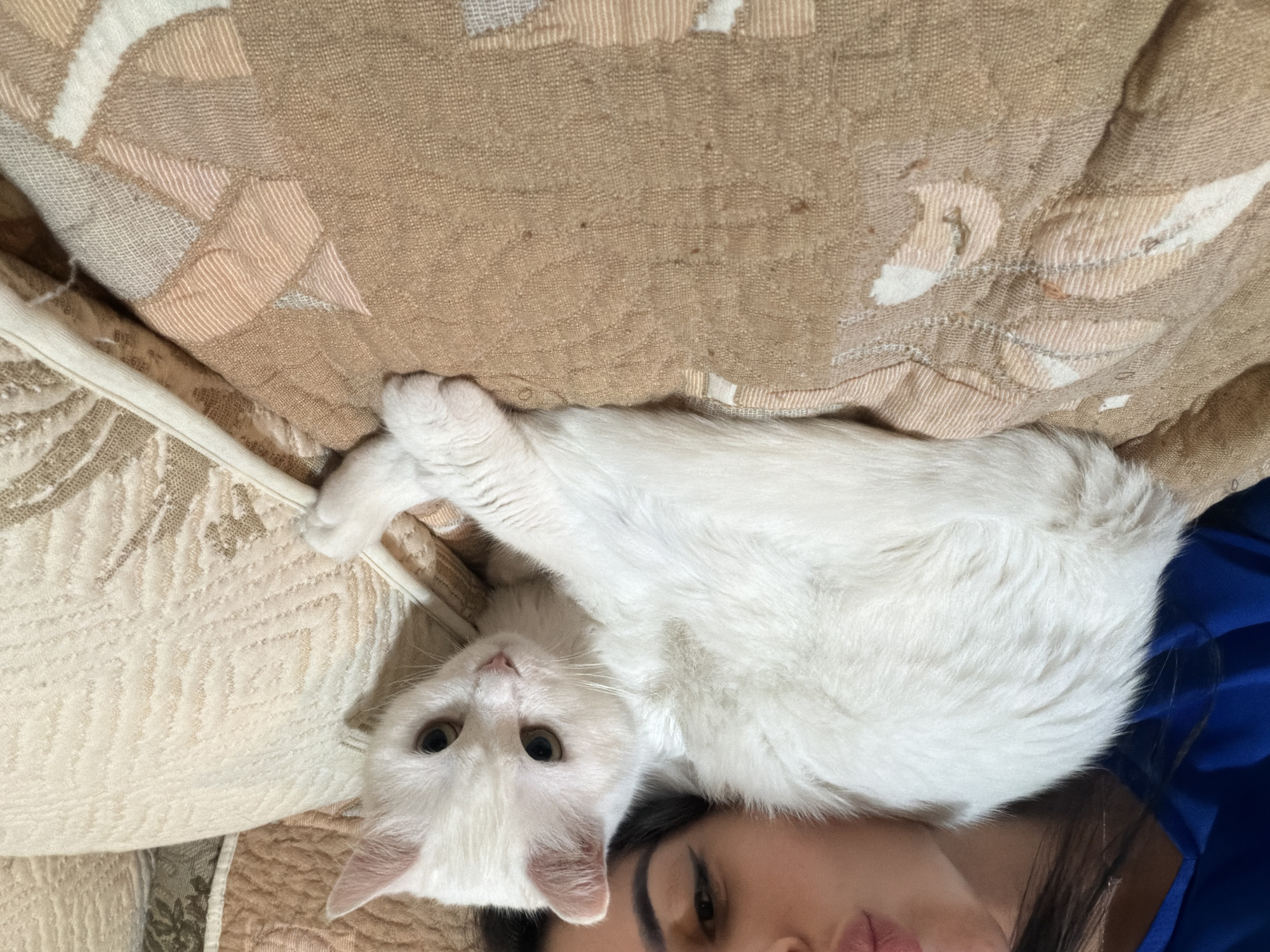 A white cat is lying on a quilted blanket next to a person wearing a blue top. The person's face is partially visible, resting near the cat's head. The background consists of pillows and bedding with a patterned design. The scene appears to be indoors. There is no information in the image that indicates the location is in Burgas, Bulgaria.