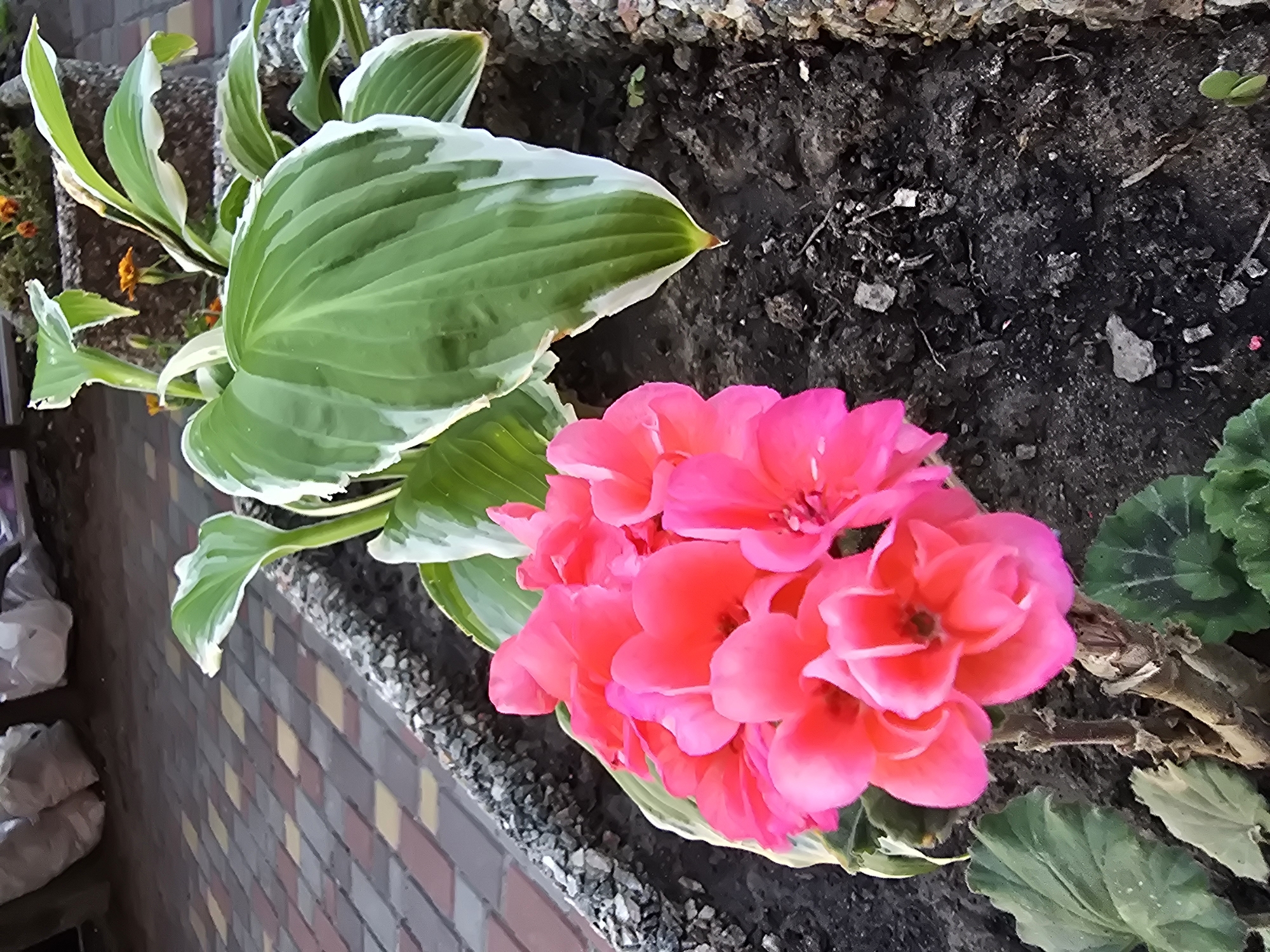 In Sofiivska Borshchahivka, Ukraine, a close-up shot captures a planter box filled with dark soil. A cluster of vibrant pink flowers with multiple layers of petals dominates the foreground, with their stems and lower leaves visible. Behind the pink flowers, broad, variegated green and white leaves of a hosta plant fill the mid-ground, arching gracefully. The planter box itself is lined with small, grey stones. In the background, a paved walkway with a pattern of red and yellow rectangular bricks is visible, and beyond that, white and grey bags are stacked. The lighting suggests it is either early morning or late afternoon.