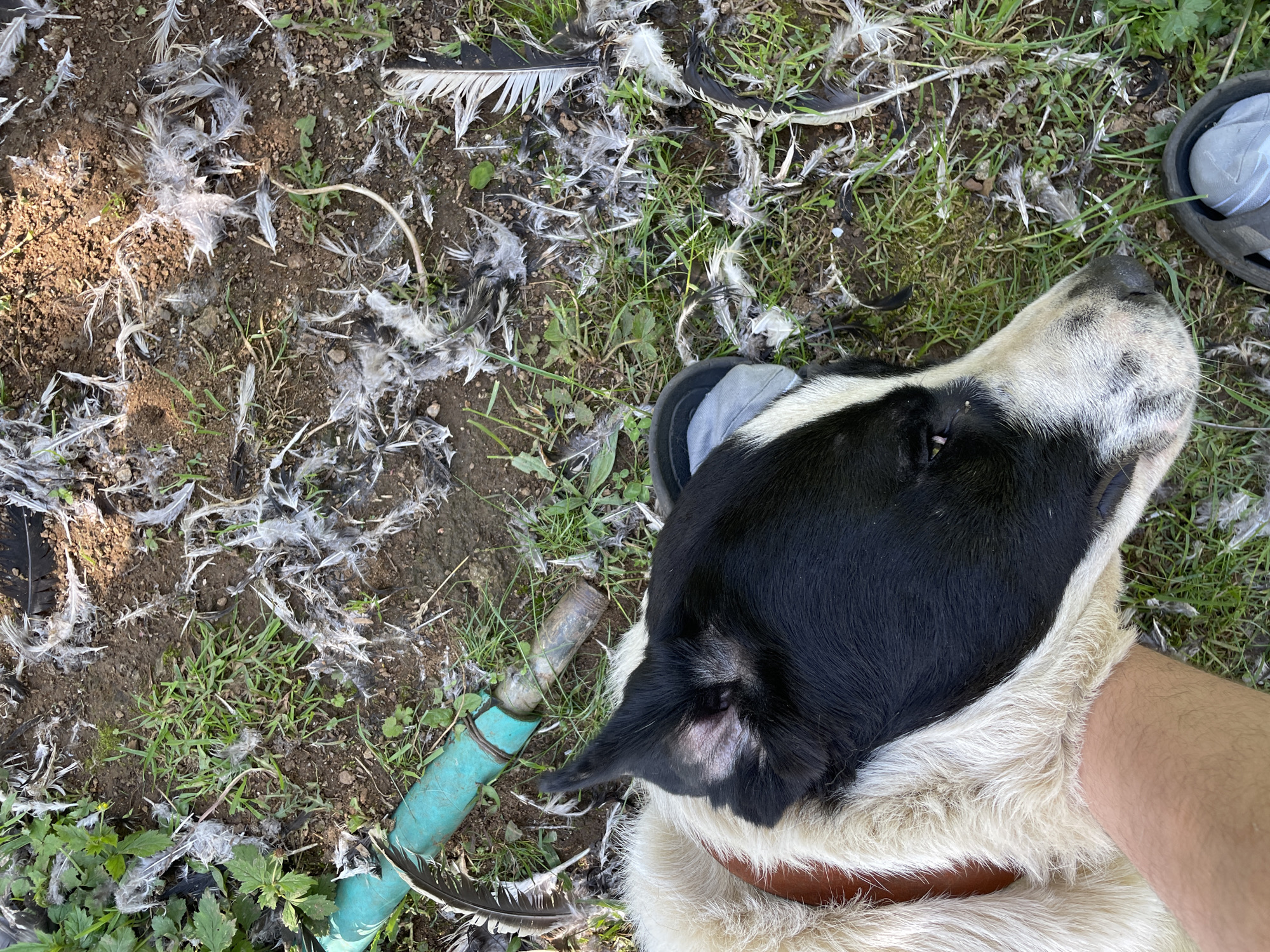 The image depicts a dog lying on grass and dirt covered in feathers. The dog is black and white, with its head facing upwards and to the right. A person's arm is visible, holding the dog. A short length of green garden hose is lying on the ground. The location is not discernable to the city of Zlatograd, Bulgaria.