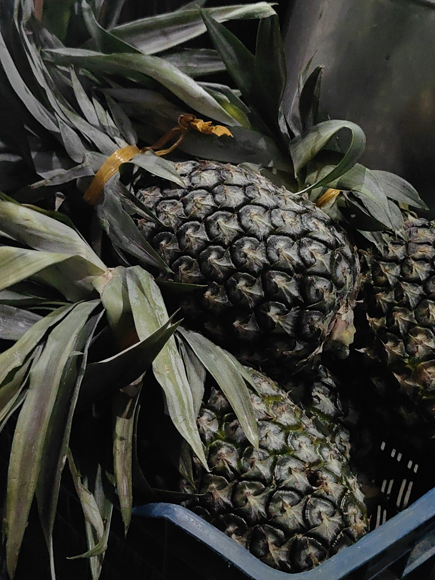 A close-up, slightly underexposed, vertical, full-frame shot shows several dark-skinned pineapples nestled in a dark blue plastic crate. The pineapples are arranged diagonally, with their leafy green crowns extending upwards and to the left. One pineapple is prominent in the center, its rough, scaly skin clearly visible. A thin, yellow band is tied around the stem of one of the pineapples, possibly for bundling. The lighting is dim, with some areas of shadow. The background is dark and indistinct. The scene appears to be a market or vendor stall, typical of Vashisht, India, where fresh produce is commonly sold. There are no people visible in the image.