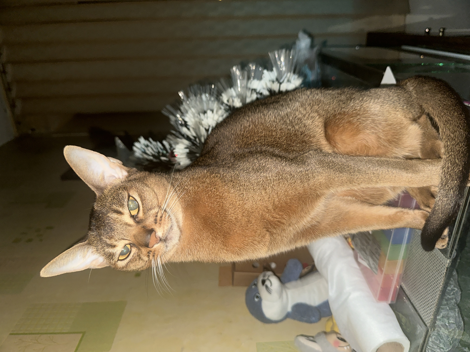 A medium-sized Abyssinian cat with amber fur and a dark tail is lying on a glass surface. The cat is positioned toward the viewer and is surrounded by a variety of objects, including a small, toy seal, a white fabric roll, and a translucent, multicolored storage container. Behind the cat, there is a black and white artificial floral arrangement. The room is dimly lit, and the environment is domestic, indicating an indoor setting. The location cannot be determined to be Moscow, Russia based on the provided image.