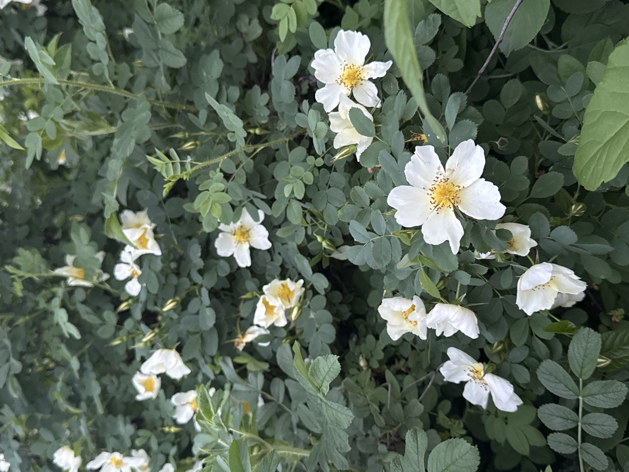 The image depicts a dense shrub with small, multi-leafed foliage and white, five-petaled flowers with yellow centers. The location, Perm, Russia, is not discernible within the visible content of the image. There are no people depicted, and the only subjects are the plants themselves. The action is implied as the natural growth of the flora. No interaction is visible. The environment consists of the vegetation itself, with varying shades of green leaves and the white blossoms.