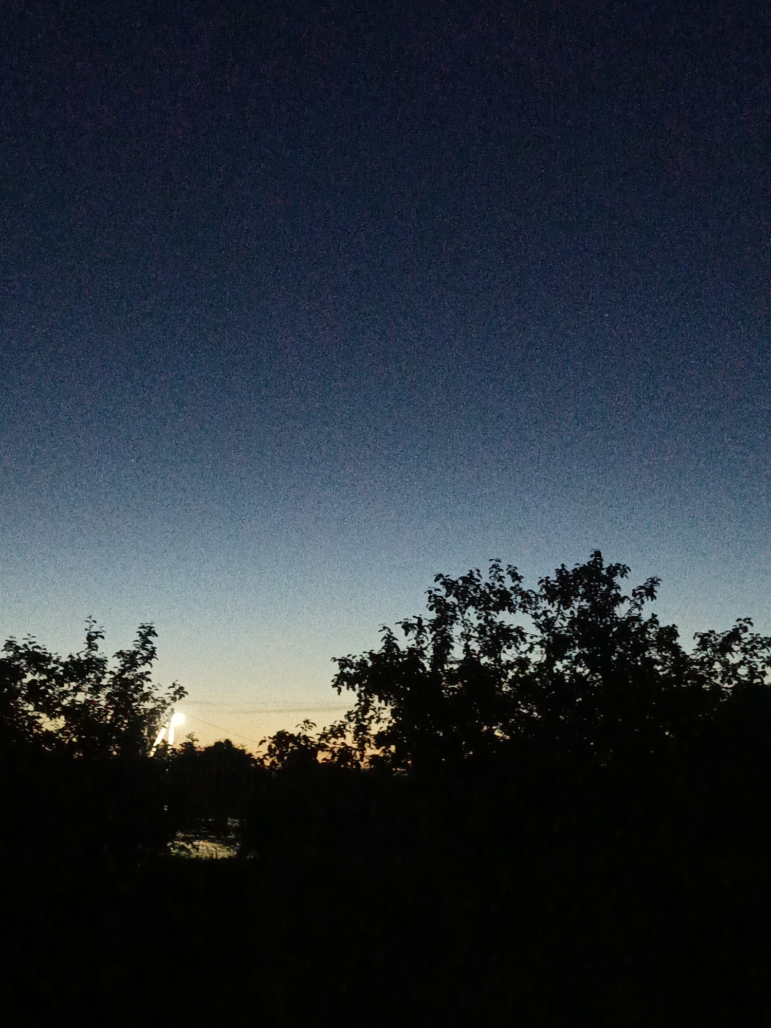 This is a vertical, nighttime or twilight photograph of a silhouetted treeline against a gradient sky, with an indeterminate light source in the distance. The sky transitions from a deep navy blue at the top to a lighter, pale blue and then a faint yellow-orange hue closer to the horizon. The treeline, appearing dark and dense, occupies the lower third of the frame, with some of the foliage detailed enough to discern leaves. In the center-left of the treeline, there is a bright, vertical, white light that appears to be a lamp post or a similar artificial light. Below the light, a darker, reflective surface, possibly water, is visible, suggesting a pond or a body of water within the landscape. The overall atmosphere of the image is tranquil and somewhat mysterious. The specific location in Лосева, Belarus cannot be determined from the visual information provided.