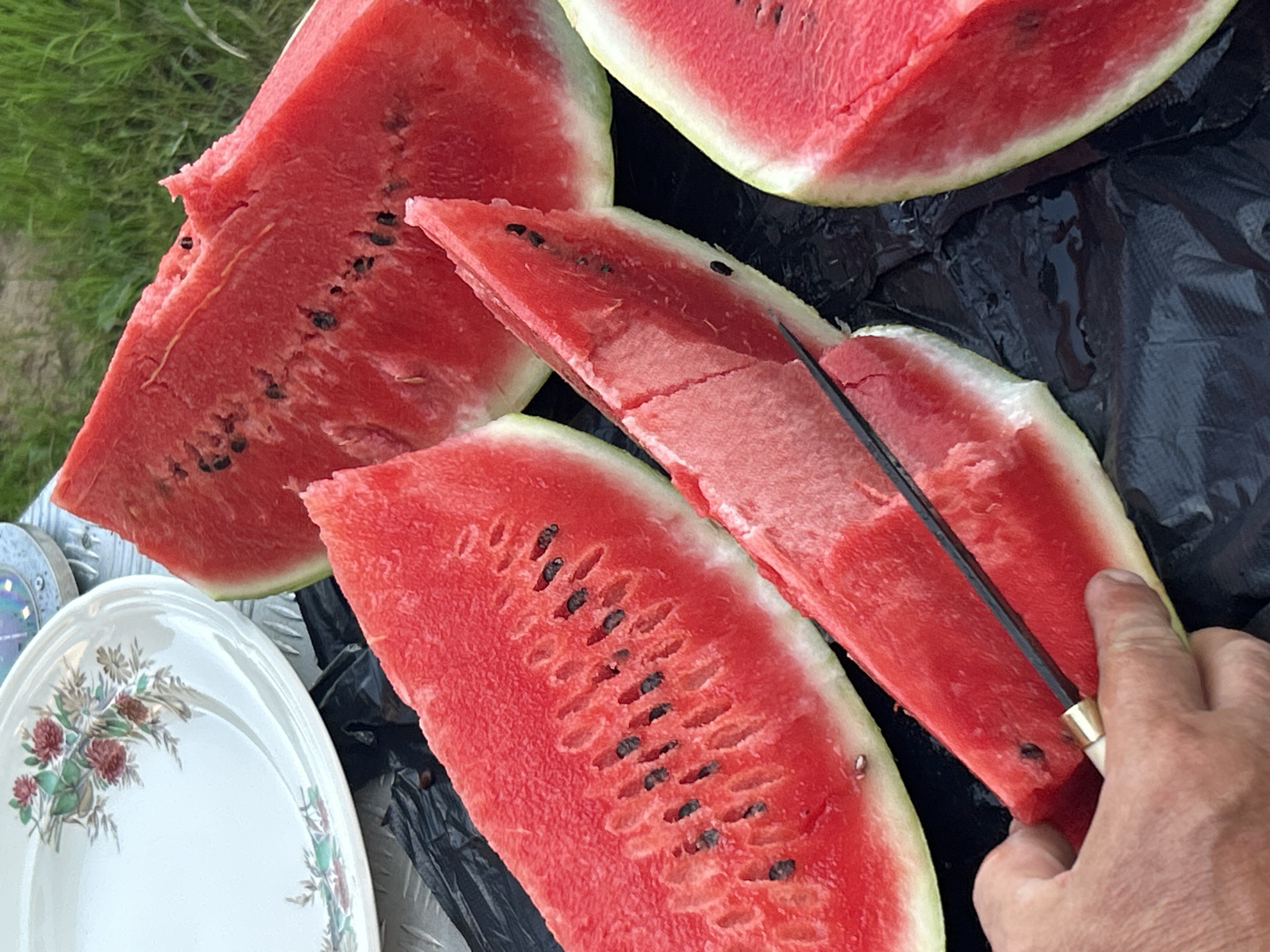 In the city of Pribrezhnyi, Russia, this image captures a close-up view of several slices of fresh watermelon arranged on a black plastic sheet. The watermelons are vibrant red with visible black seeds. One slice is being cut with a knife, held by a person's hand with visible skin texture. In the background, a white plate with a floral pattern is partially visible, as is green grass. The lighting suggests an outdoor setting.