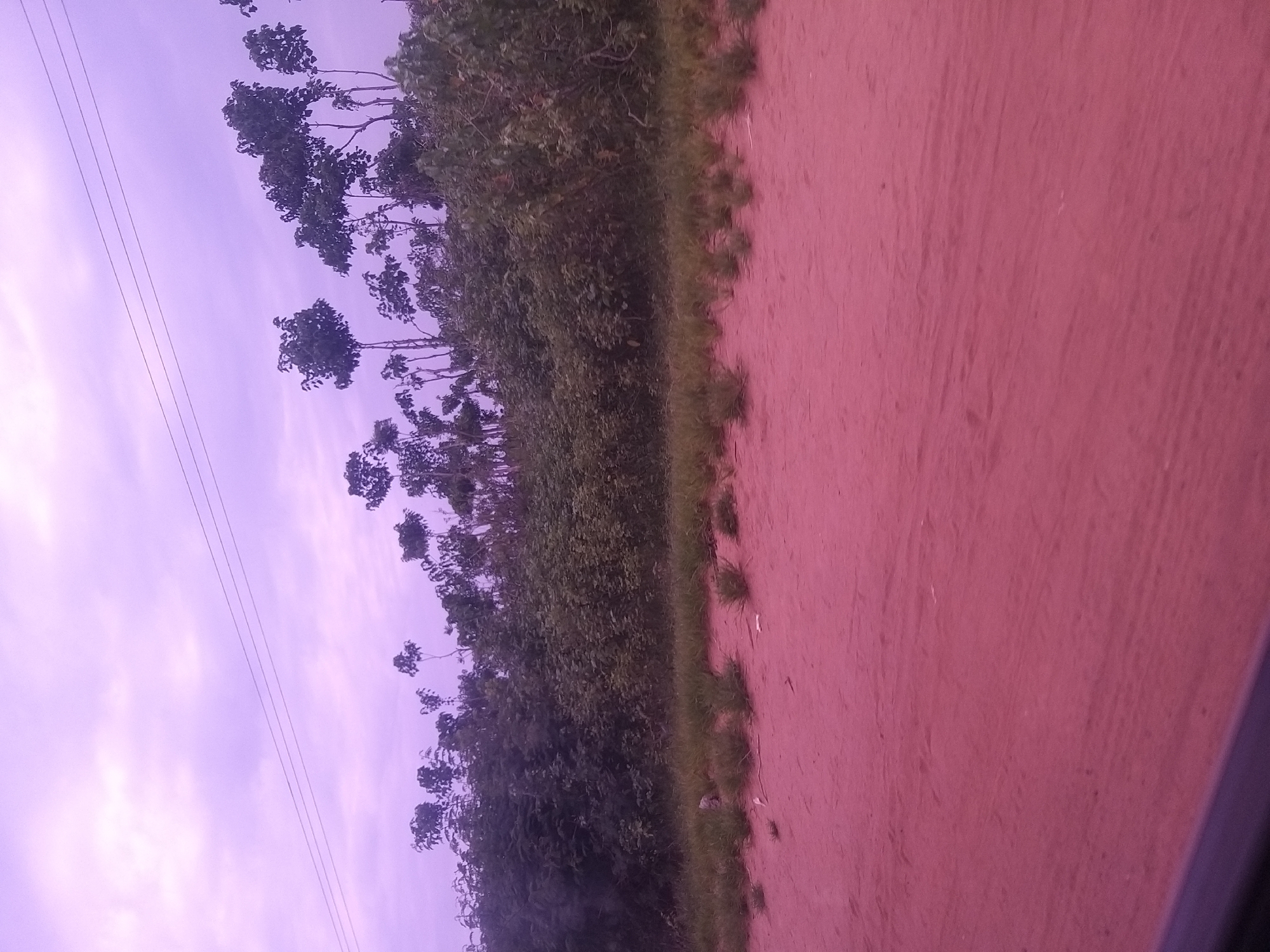 The image depicts a landscape with a prominent dirt road in the foreground, colored a reddish-pink hue. Beyond the road is a strip of dry, sparse grass, leading to a dense line of trees and vegetation that forms the background. The sky above is a soft, hazy purple, with three thin, dark power lines stretching horizontally across it. The overall impression is of a rural or semi-rural environment, possibly on the outskirts of Kafarati, Nigeria, given the characteristic red earth and vegetation. There are no people or animals visible in the frame. The lighting suggests it might be late afternoon or early morning.