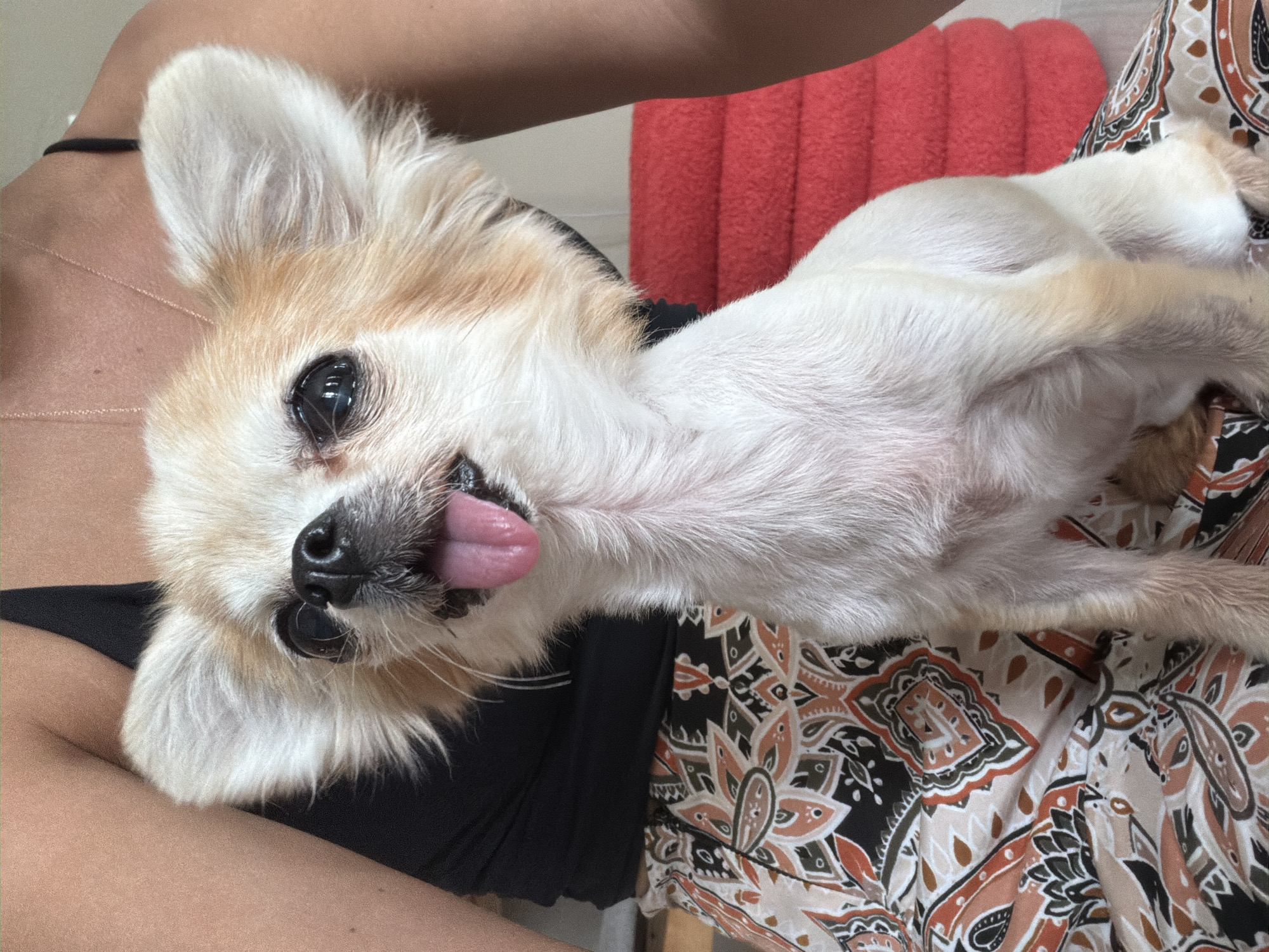 A close-up, eye-level shot features a small, light-colored dog with large ears and its tongue hanging out, sitting on the lap of a person. The dog's fur is predominantly white with some tan markings around its ears and head. The person is wearing a black tank top and patterned pants with an intricate design in shades of orange, brown, black, and white. The background includes a blurry view of a stacked red cushion and the arm of the person. The image appears to be taken indoors, possibly in a residential setting in Koh Phangan, Thailand, given the context.