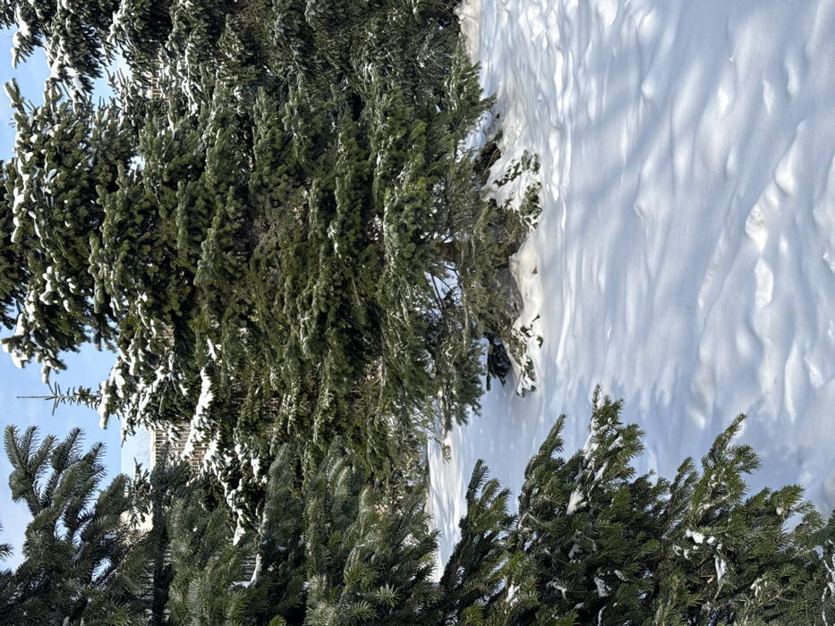 The scene depicts a winter landscape in the city of Plodorodny, Russia, characterized by deep snow and numerous evergreen trees under a clear blue sky. The foreground features the snow-dusted branches of an evergreen tree on the left, framing a pristine snow-covered ground. The snow exhibits undulating patterns and distinct shadows cast by the surrounding trees, indicating bright daylight. In the midground, several mature evergreen trees stand prominently, their dark green needles contrasting with the white snow accumulated on their branches. The base of the central tree is visible, encircled by snow. Further back, additional snow-laden evergreen trees extend into the background. Between the distant trees, a multi-story building of a light color, possibly white or grey, with visible dark windows, is partially discernible. No individuals, animals, or specific actions are observed within the frame. The overall environment suggests a cold, clear winter day in an urban or suburban park-like setting.