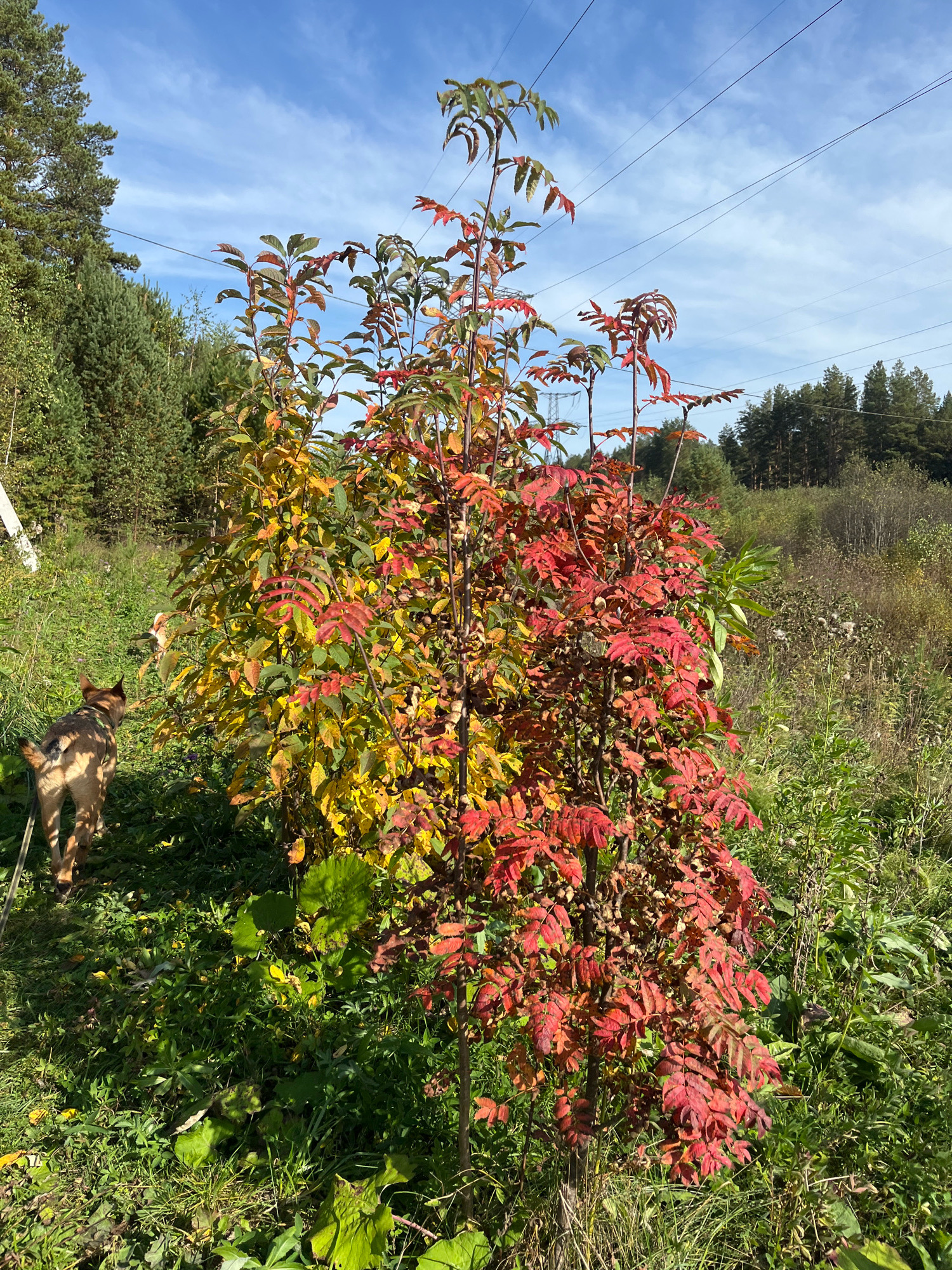 A dog is walking away from the camera in a field of grass and vegetation under a bright blue sky with thin clouds. To the right of the dog are two trees, one with yellowing leaves and the other with bright red leaves, indicating autumn foliage. In the background, there is a dense forest of pine trees, and power lines stretch across the sky. The scene appears to be in a rural or semi-rural area, possibly on the outskirts of Nizhny Tagil, Russia, given the presence of power lines and mixed forestation.