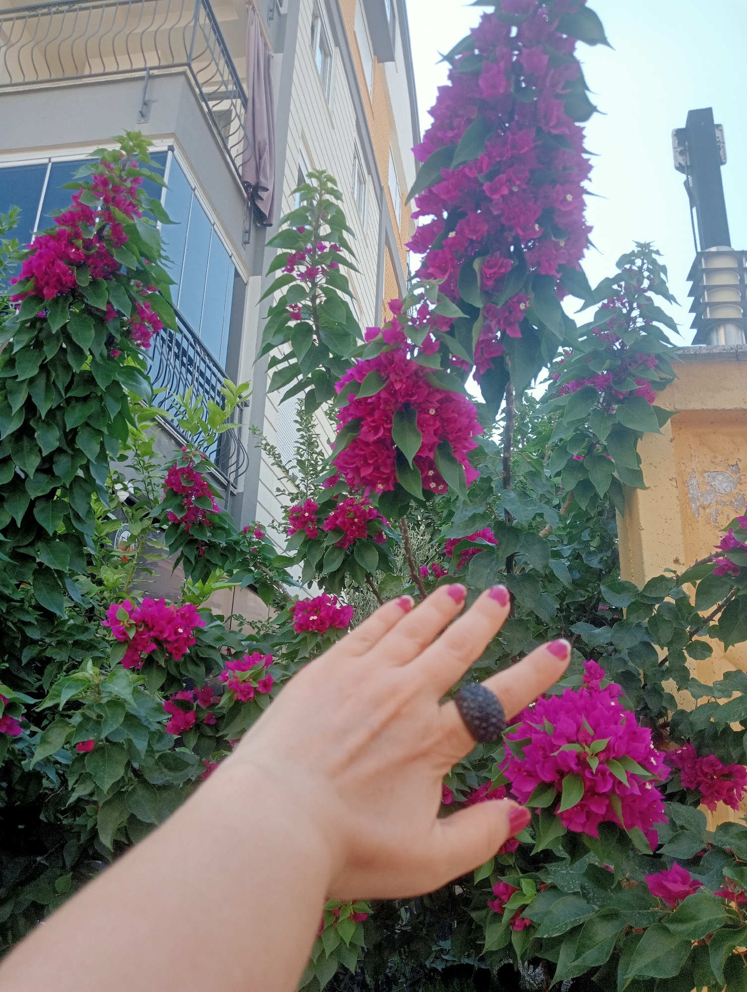 The image shows a close-up of a hand with fuchsia nail polish reaching towards a bush with vibrant pink bougainvillea flowers. The hand is adorned with a textured, dark-colored ring. In the background, a building with a balcony and windows is visible, along with an antenna on the roof. The scene appears to be outdoors, with the sky visible at the top.