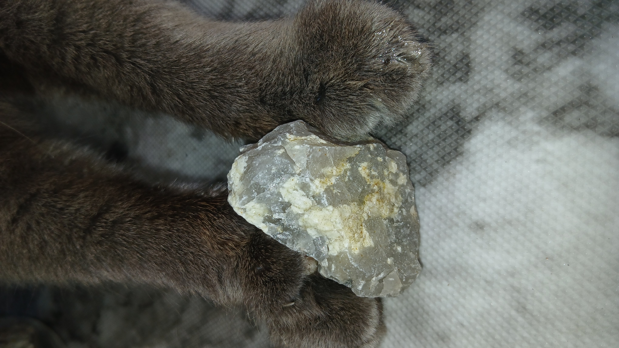 A high-angle, close-up shot shows two gray, furry cat paws holding a gray and white rock. The paws are positioned to the left of the rock, and the rock is resting partially on top of one paw. The background appears to be a mottled gray and white surface. The image contains no people. The location cannot be determined from the image. The city of Dnipro, Ukraine is not determinable in the image.