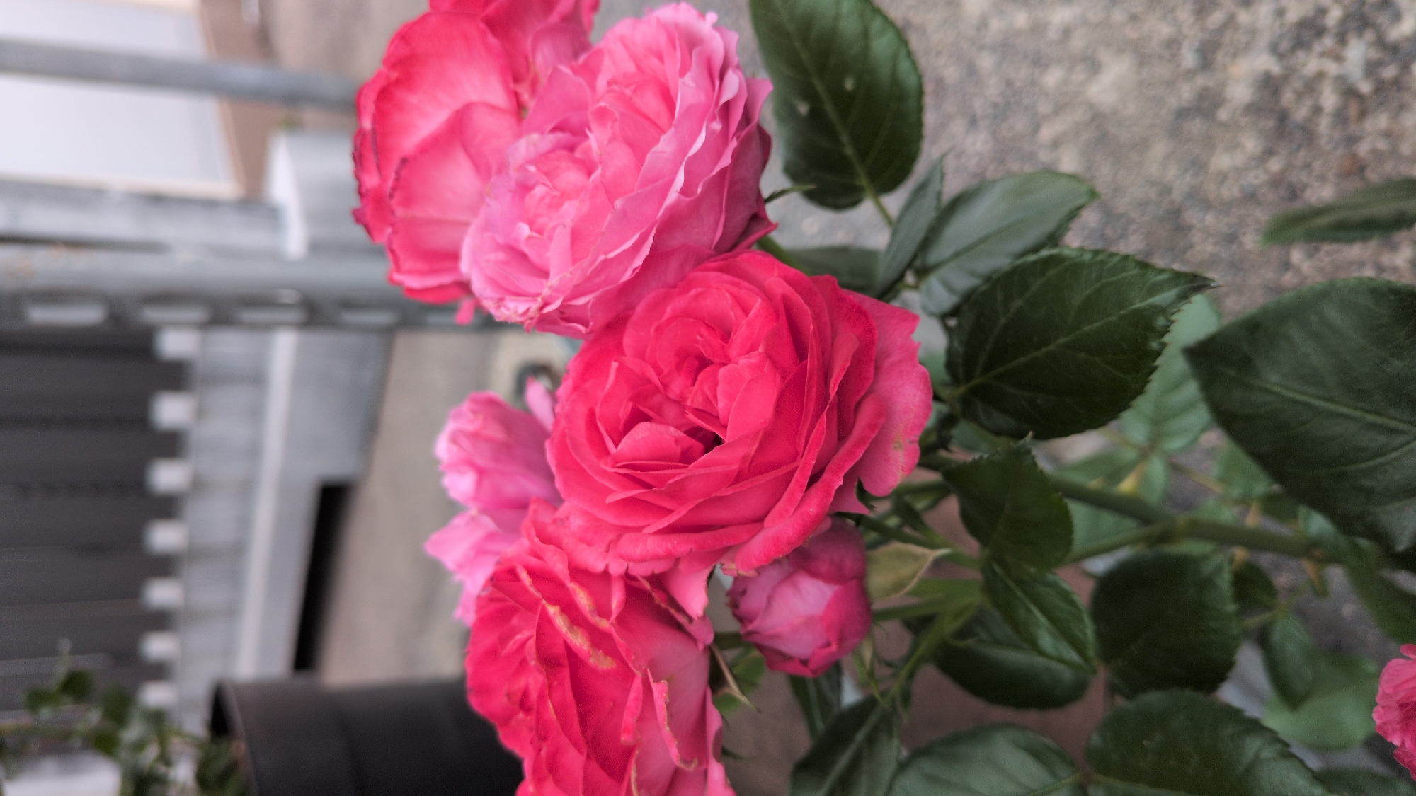 This is a close-up, eye-level, outdoor, vertical, medium shot of a cluster of vibrant pink roses in Kölleda, Germany. The roses are in various stages of bloom, with some fully open and others still tightly budded. The petals are a rich, saturated pink with hints of red and lighter pink. The foliage is a deep green, with some leaves showing a slight sheen. The background is blurred, but appears to be an urban setting with a concrete ground and a blurred metal fence or railing structure. There are no people or animals visible in the image. The lighting suggests it is daytime, possibly overcast, as there are no harsh shadows. The focus is sharp on the roses, making them the clear subject of the image. The overall impression is one of natural beauty set against an urban backdrop.