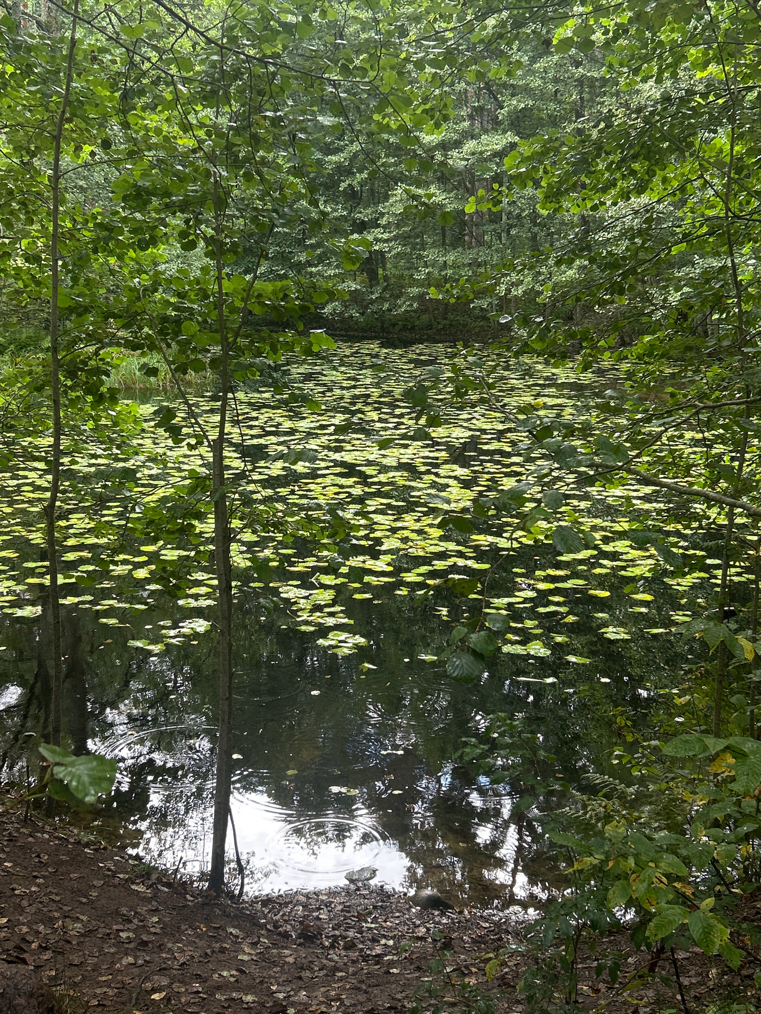A serene natural scene unfolds in Komarovo, Russia, where a tranquil body of water is blanketed with a profusion of lily pads. The water's surface reflects the surrounding lush greenery and the sky above, creating a painterly effect. Tall trees with abundant foliage frame the scene, their leaves forming a natural canopy that dapples the water with sunlight. The ground at the edge of the water is covered in fallen leaves, suggesting a natural, undeveloped setting. The overall atmosphere is one of peacefulness and immersion in nature.