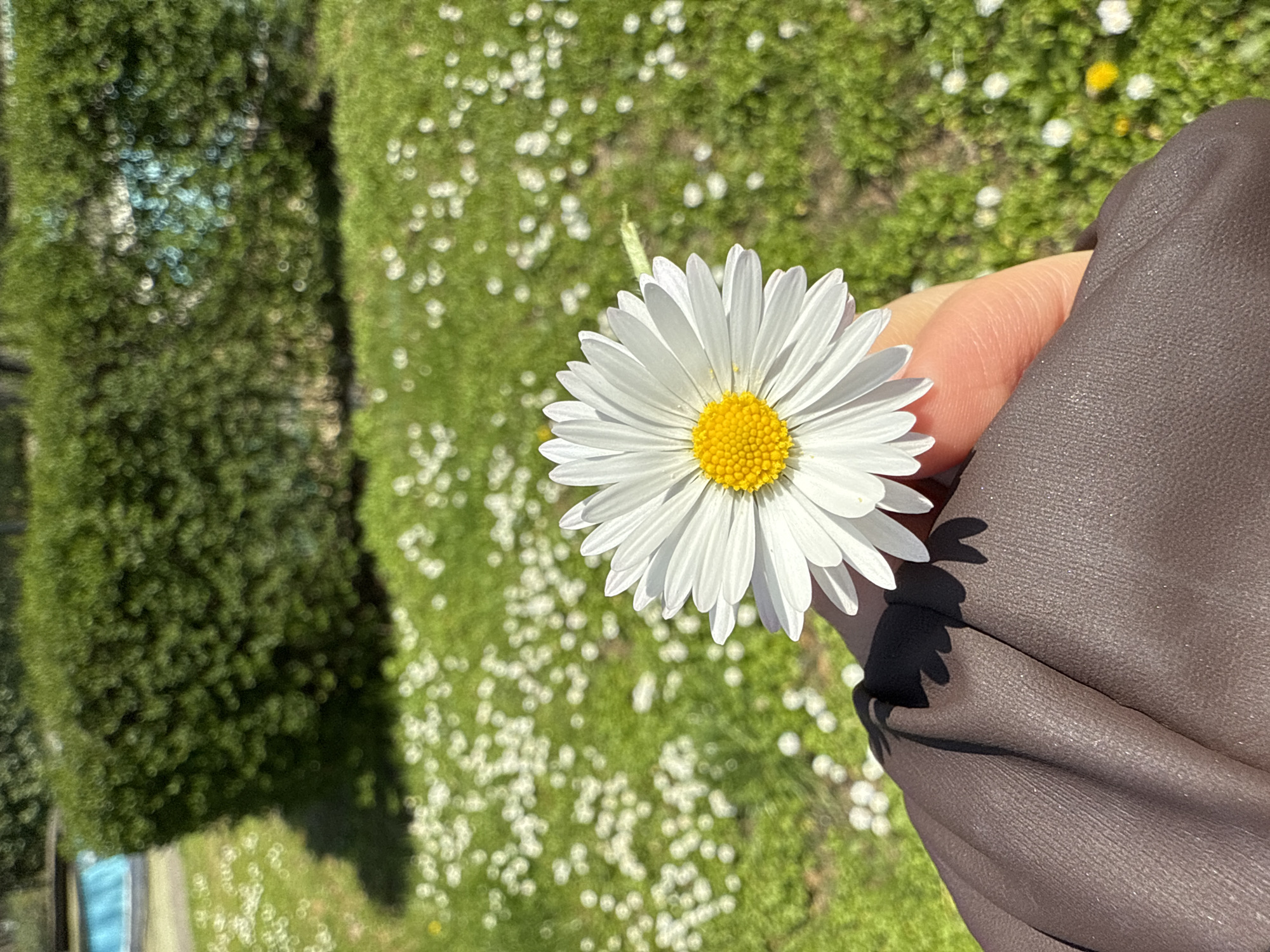 A close-up, slightly aerial view captures a white daisy with a yellow center held in a fair-skinned hand. The hand is partially covered by a dark grey or brown long-sleeved garment. The background is a blur of green grass, interspersed with many small white flowers and a dark green bush to the left. The scene appears to be in a grassy area or field filled with daisies. Without additional information, it is not possible to determine if this image was taken in the city of Burgas, Bulgaria. More context or visual clues related to the city would be needed to confirm the location.