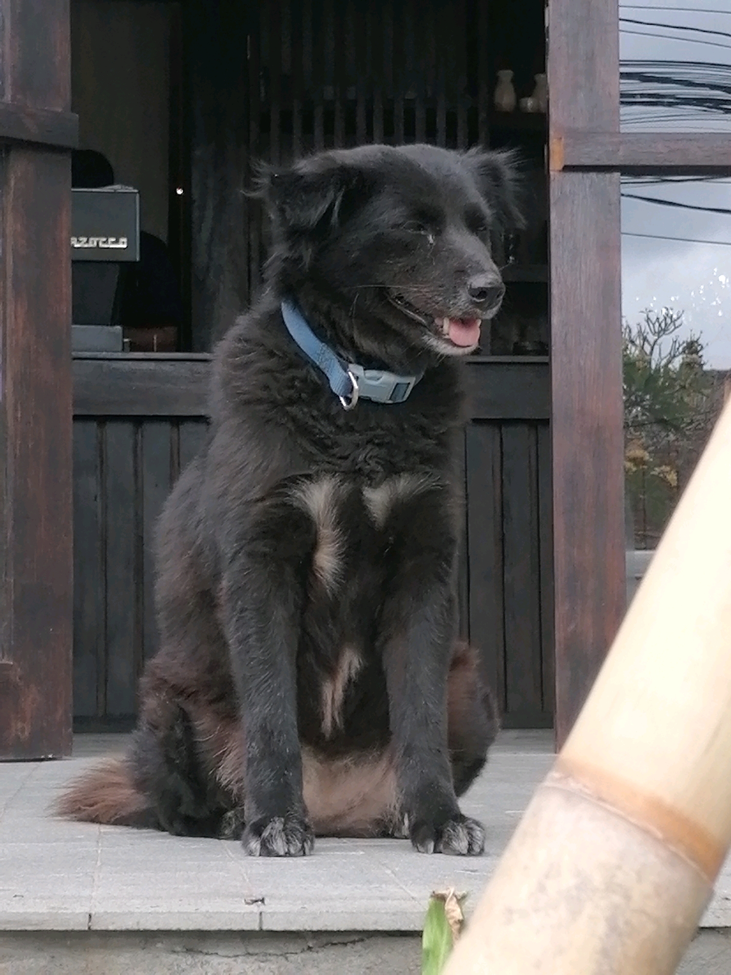 A medium-sized, fluffy black dog with a light-colored patch on its chest and tail sits on a gray tiled surface in front of a dark wooden building. The dog is wearing a blue collar. The building's entrance has dark wooden vertical slats. To the left, a metal object with visible lettering, possibly a cash register, is partially obscured by the wooden frame. Behind the dog, the interior of the building is dark, with a glimpse of shelves holding a few objects. To the right, a portion of a light-colored bamboo pole is visible in the foreground, and the background shows a cloudy sky and trees. The scene appears to be an outdoor setting, possibly a shop or cafe entrance.
