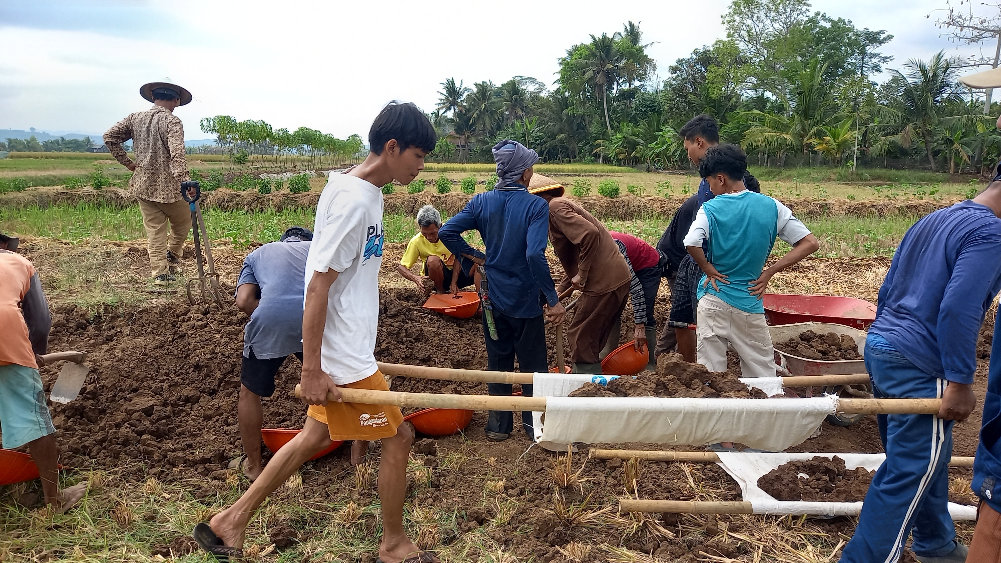 In the rural outskirts of Sidamulya, Indonesia, a group of individuals are engaged in manual labor in a field under a cloudy sky. The scene depicts agricultural activity, likely related to farming or land preparation. Several people are bent over, working the soil with shovels and other tools. One person, wearing a traditional conical hat, stands with a pitchfork, observing the activity. Another individual, in a white t-shirt, walks forward carrying a makeshift stretcher made of bamboo poles and cloth, laden with soil. Orange plastic basins are scattered around, some filled with soil. In the background, rows of green plants and trees, including palm trees, are visible, suggesting a tropical environment. The ground is a mix of dark soil and dry straw-like vegetation. The overall impression is one of community effort in an agricultural setting.