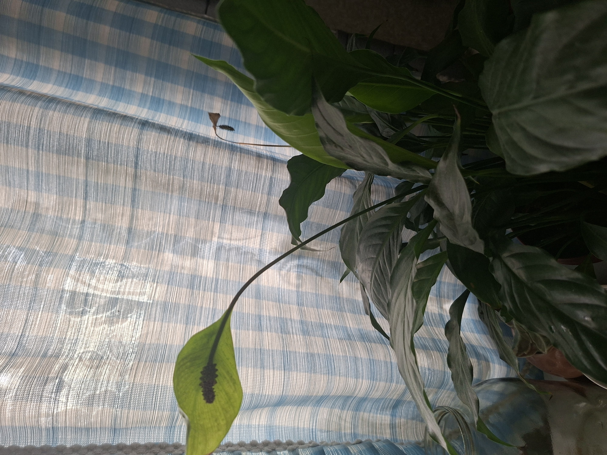 This media file is a close-up shot of a peace lily plant, with its leaves and a single bloom, positioned in front of a light blue and white checkered curtain. The curtain is translucent, allowing some light to filter through, suggesting it's daytime. The plant is lush and green, with some leaves showing signs of browning or variegation. One prominent leaf hangs down, catching the light and revealing a dark, speckled spadix of its bloom. The overall scene is indoors, likely a home or office, given the presence of the houseplant and curtain. There are no people visible in the image, and no text is present. The lighting is soft, hinting at natural light from a window. The composition is focused on the plant and the texture of the curtain, creating a serene and slightly domestic atmosphere. The image appears to be taken in Babynino, Russia.
