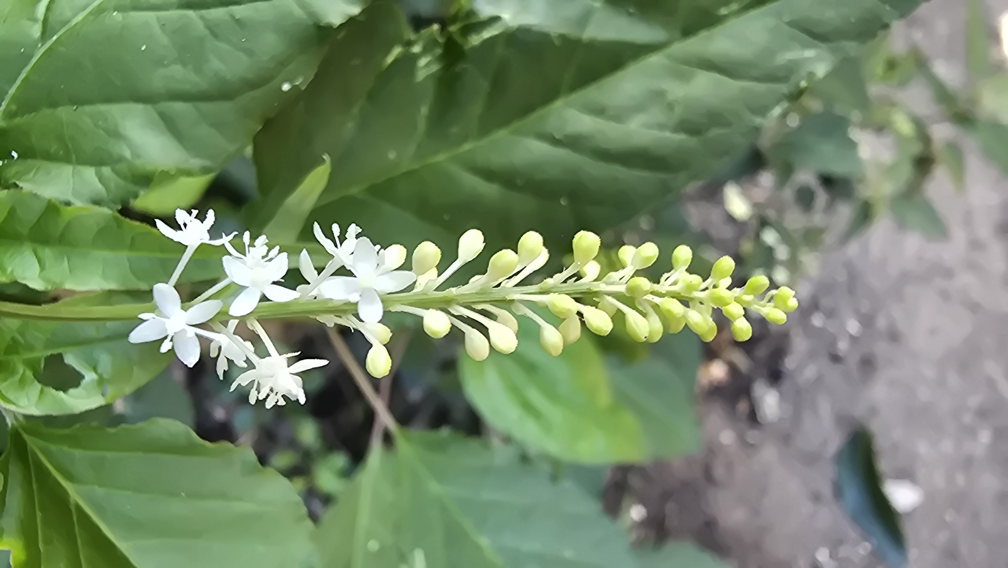 The image shows a flowering plant with white flowers on the left and green flower buds on the right, set against a backdrop of green leaves. The photo appears to have been taken outdoors in natural light. The location is Banjarangkan, Indonesia.