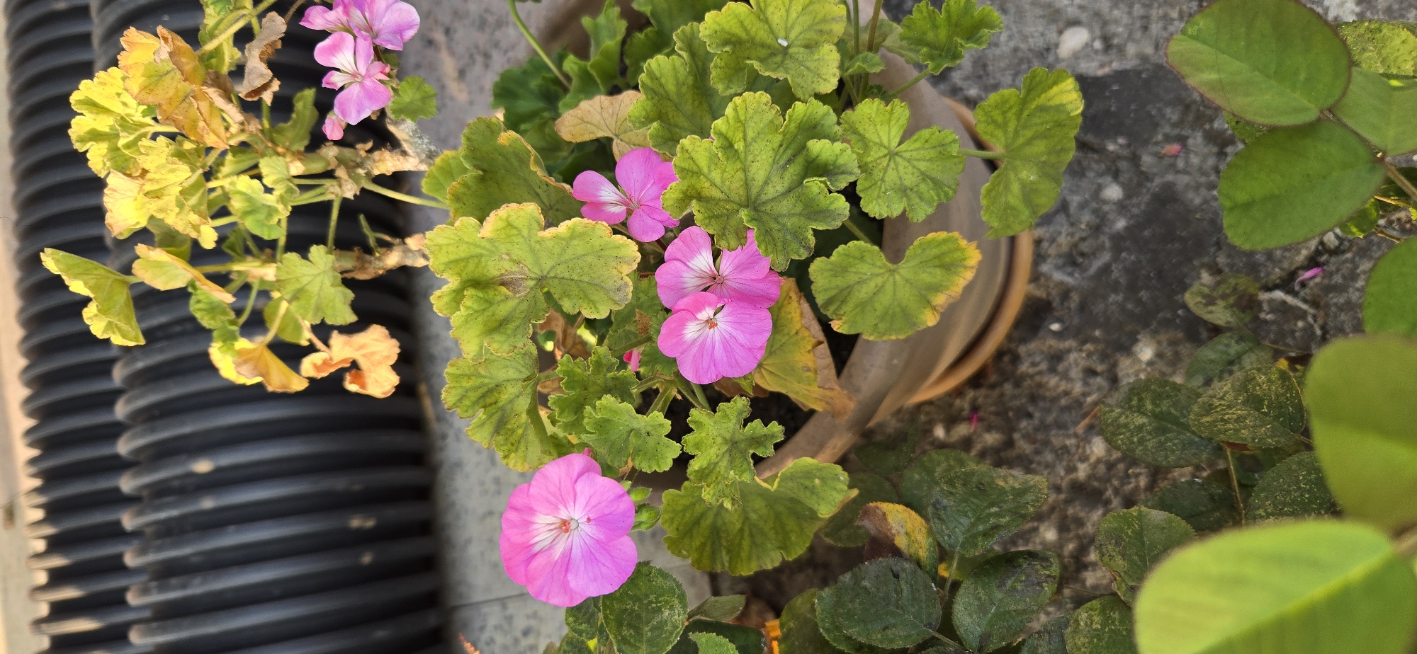The image shows a close-up of pink geranium flowers and green leaves in a pot, with a black corrugated pipe in the background. The flowers are vibrant pink with white centers and have five petals. The leaves are lobed and appear slightly yellowed or sunburnt in places. The pot is made of a terracotta-like material. The ground beneath the pot is a textured gray surface, possibly concrete or stone. The black pipe, which is partially visible, has a ribbed texture. A small amount of other green foliage is visible in the foreground and to the left of the pot. The lighting suggests it is daytime, with sunlight illuminating the plants from the upper right. The scene appears to be outdoors, possibly in a garden or on a balcony, within the city of Tel, Azerbaijan. There are no people or animals visible in the image.