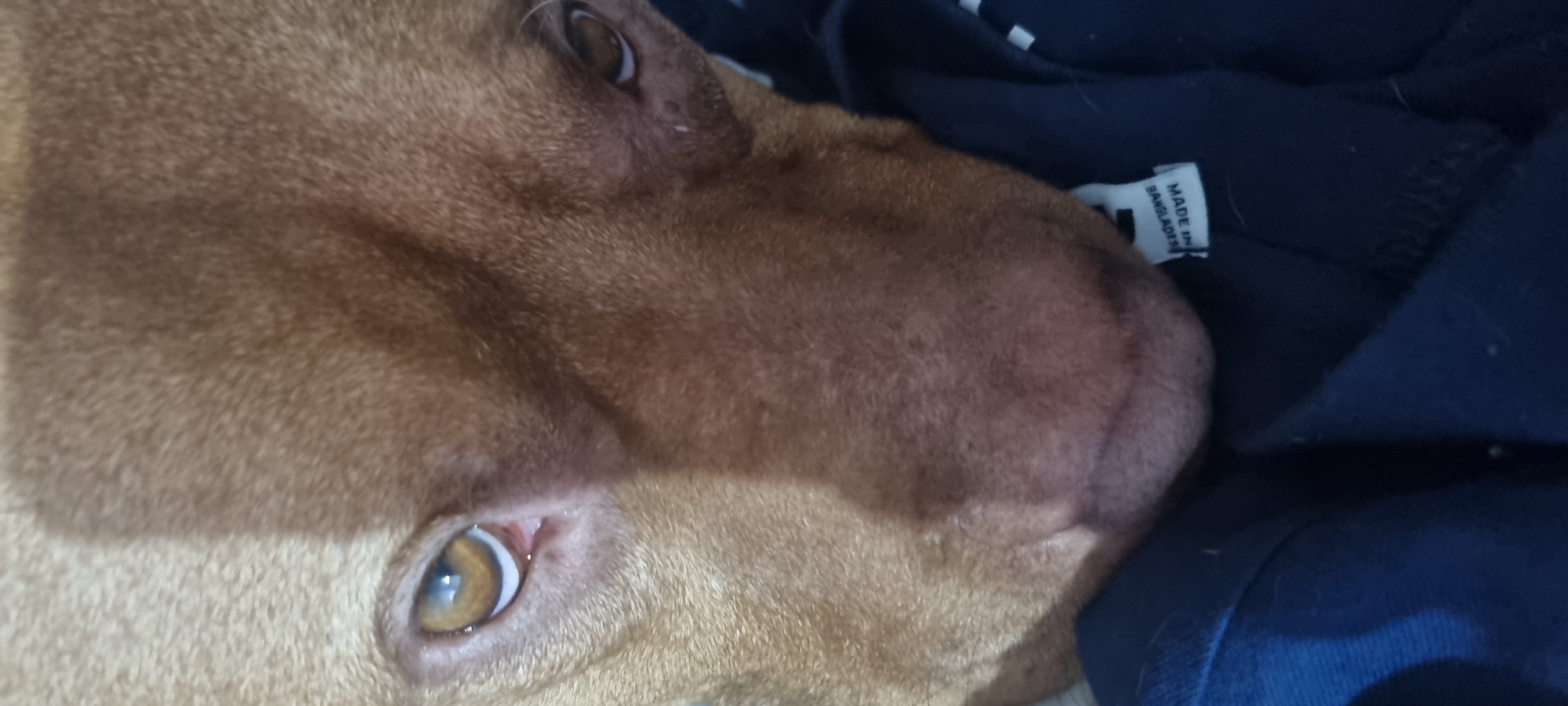 The image shows a close-up view of a brown dog's face resting on or near a dark blue garment. The dog has amber eyes and short, smooth fur. A label is visible on the garment, with the text "MADE IN BANGLADESH". The location is unknown.