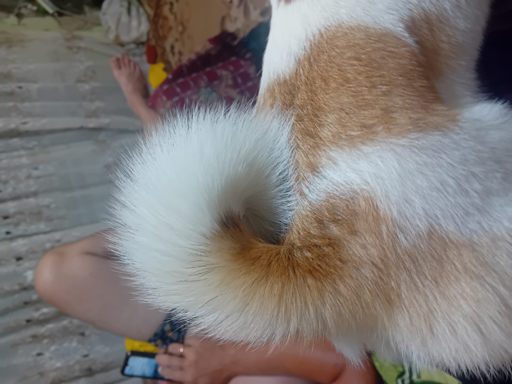 The image shows a close-up of a dog's fluffy tail, which is curled. The dog has white and tan fur. In the background, a person's legs are visible, with one leg bent and the other extended. The person is holding a smartphone in their hand and appears to be wearing a ring. The environment is indoors, with a curtain in the background. The setting is likely a domestic environment within the city of Chuhuiv, Ukraine.