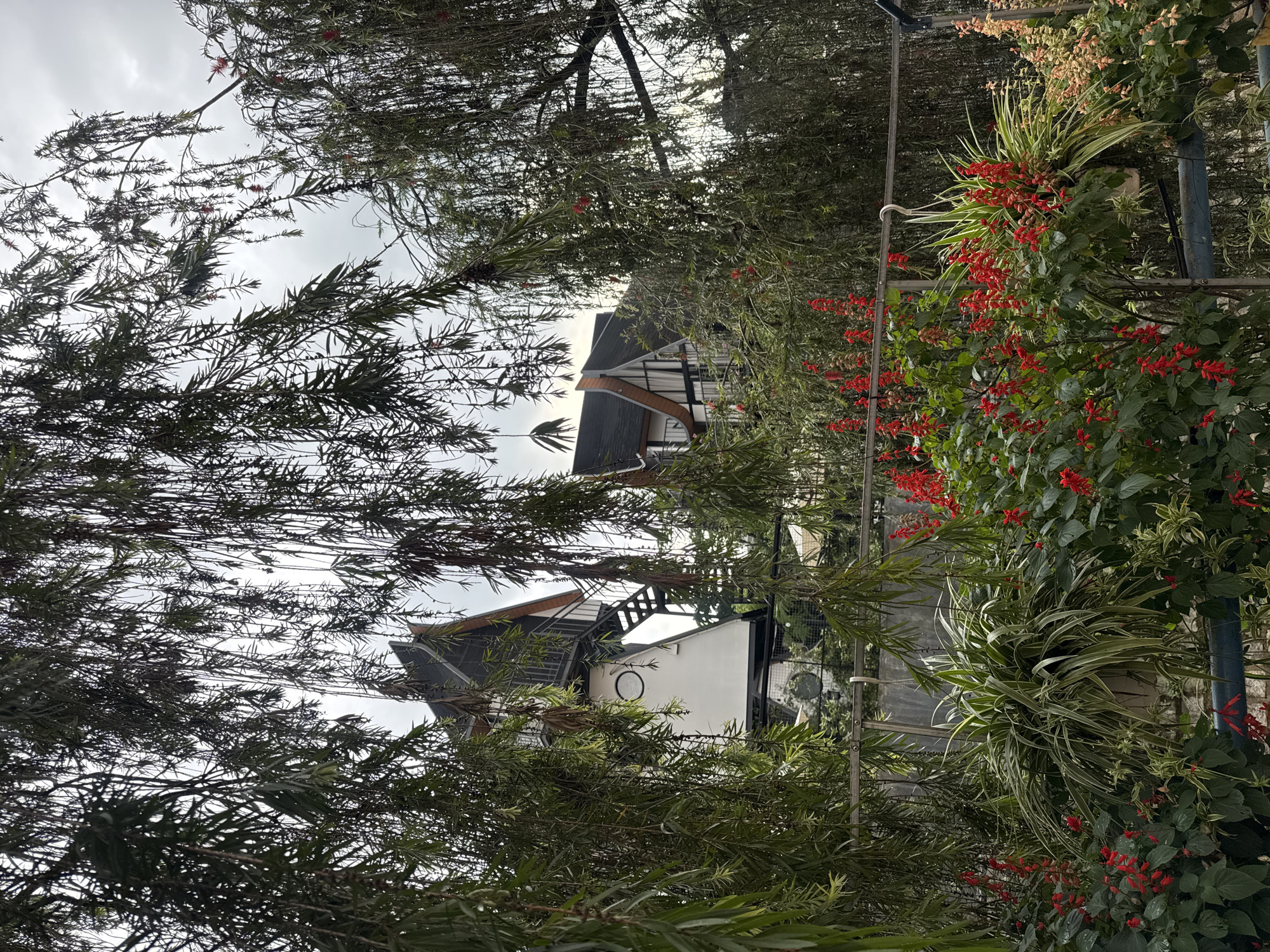 The image shows a view in Xuân Hương, Đà Lạt, Vietnam. The focus is on foliage, featuring slender, dark green leaves dominating the frame. There are spots of red flowers intermixed with the greenery on the right side of the image. The foliage partially obscures a building in the background, with visible dark gray rooftops, white walls, and a unique circular window feature. The sky is visible between the branches, appearing overcast.
