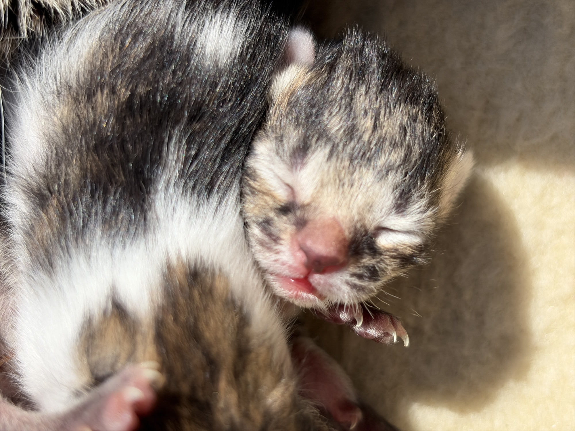 A close-up captures a newborn kitten, its eyes closed in sleep. The kitten's fur displays a mix of white, brown, and black markings. Its pink nose and mouth are visible. One tiny paw extends slightly, revealing small claws. The kitten rests on a soft, light-colored surface. The location and time are unknown.