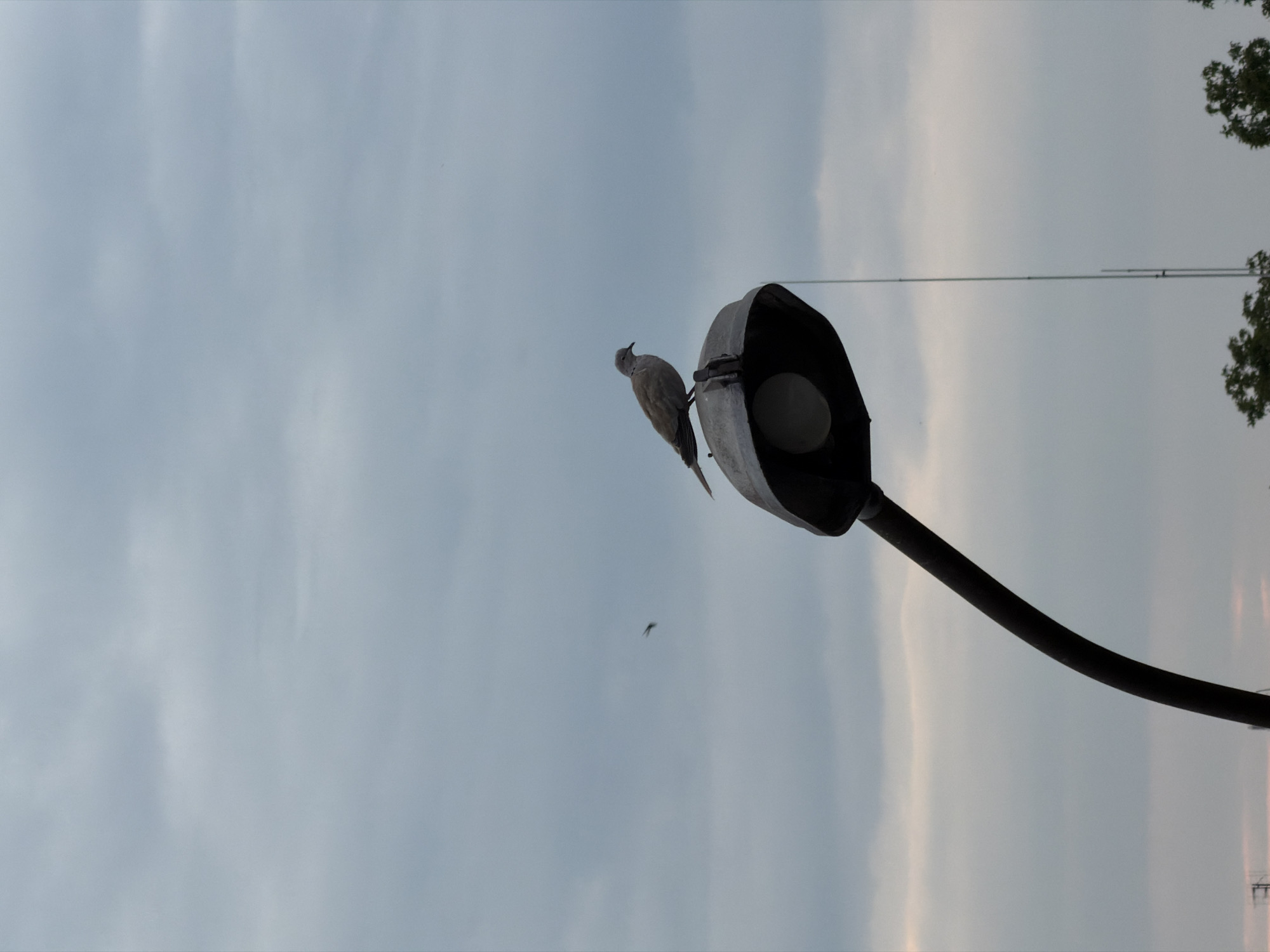 A single, light-brown bird is perched on top of a black street lamp. The bird is facing to the right. The street lamp is curved and extends from the lower left of the frame upwards towards the bird. The background is a cloudy sky in shades of gray and light blue. In the distance, there are faint silhouettes of trees and what appears to be a radio tower. The scene is set in the city of Chop, Ukraine, under an overcast sky. There are no people visible in the image.