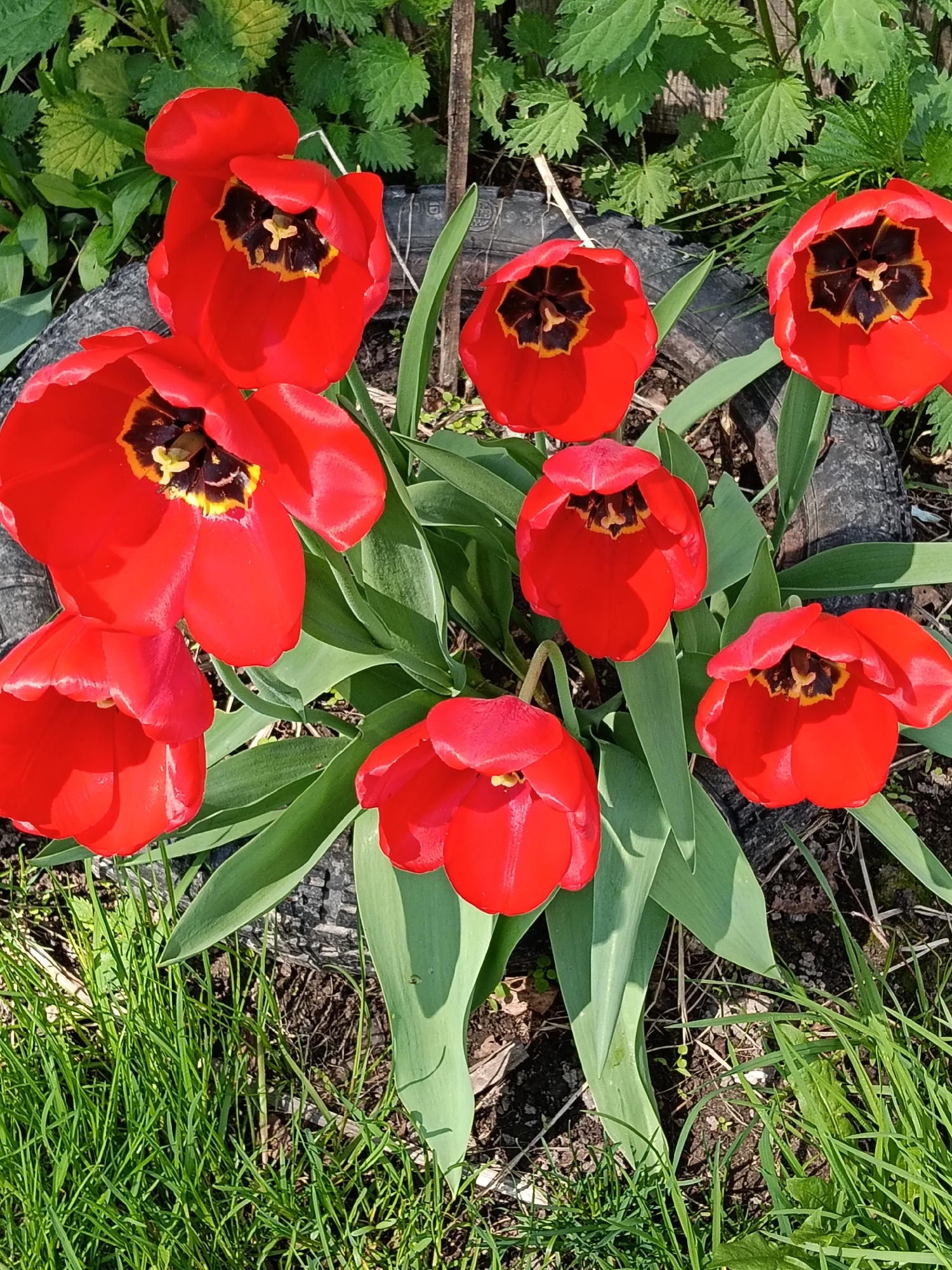 The image depicts a cluster of red tulips in full bloom. The tulips are arranged in a circular pattern, seemingly growing from within the confines of a black tire. The centers of the tulips display a dark, almost black, coloration with small yellow pistils. Lush green leaves surround the flowers, and blades of green grass peek out from the bottom of the image. In the background, there is a patch of green plants with textured leaves. The setting appears to be an outdoor garden or natural area, likely within the city of Красный Маяк, Russia, based on the prompt. There is no evidence of human presence or interaction in the image.