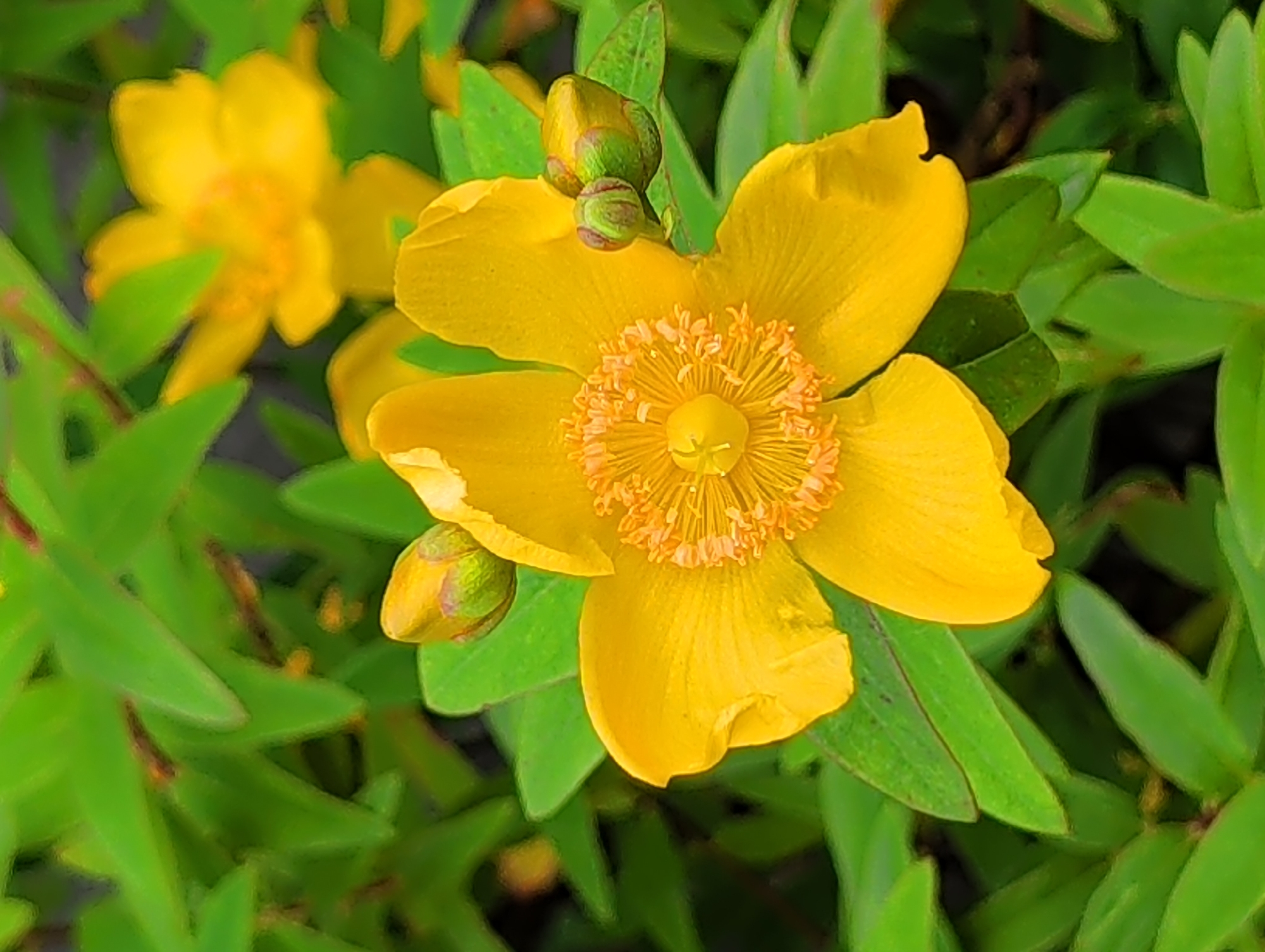 This is a close-up, overhead shot of a bright yellow St. John's Wort flower in full bloom, surrounded by its vibrant green foliage. The flower is the central focus, with five large, delicate petals radiating outwards. The center of the flower features a prominent cluster of stamens, tipped with orange anthers, creating a textured and visually engaging core. To the left of the main flower, a developing bud is visible, still enclosed in green sepals, hinting at future blooms. The background is a soft blur of green leaves and hints of other yellow flowers, suggesting a garden or natural setting. The lighting appears to be natural daylight, possibly late morning or early afternoon, as there are no harsh shadows and the colors are well-illuminated. The image conveys a sense of natural beauty and the peak of a flowering season. There is no visible text in the image. The location context is Waterford, Ireland, which is consistent with the type of flora often found in temperate climates.