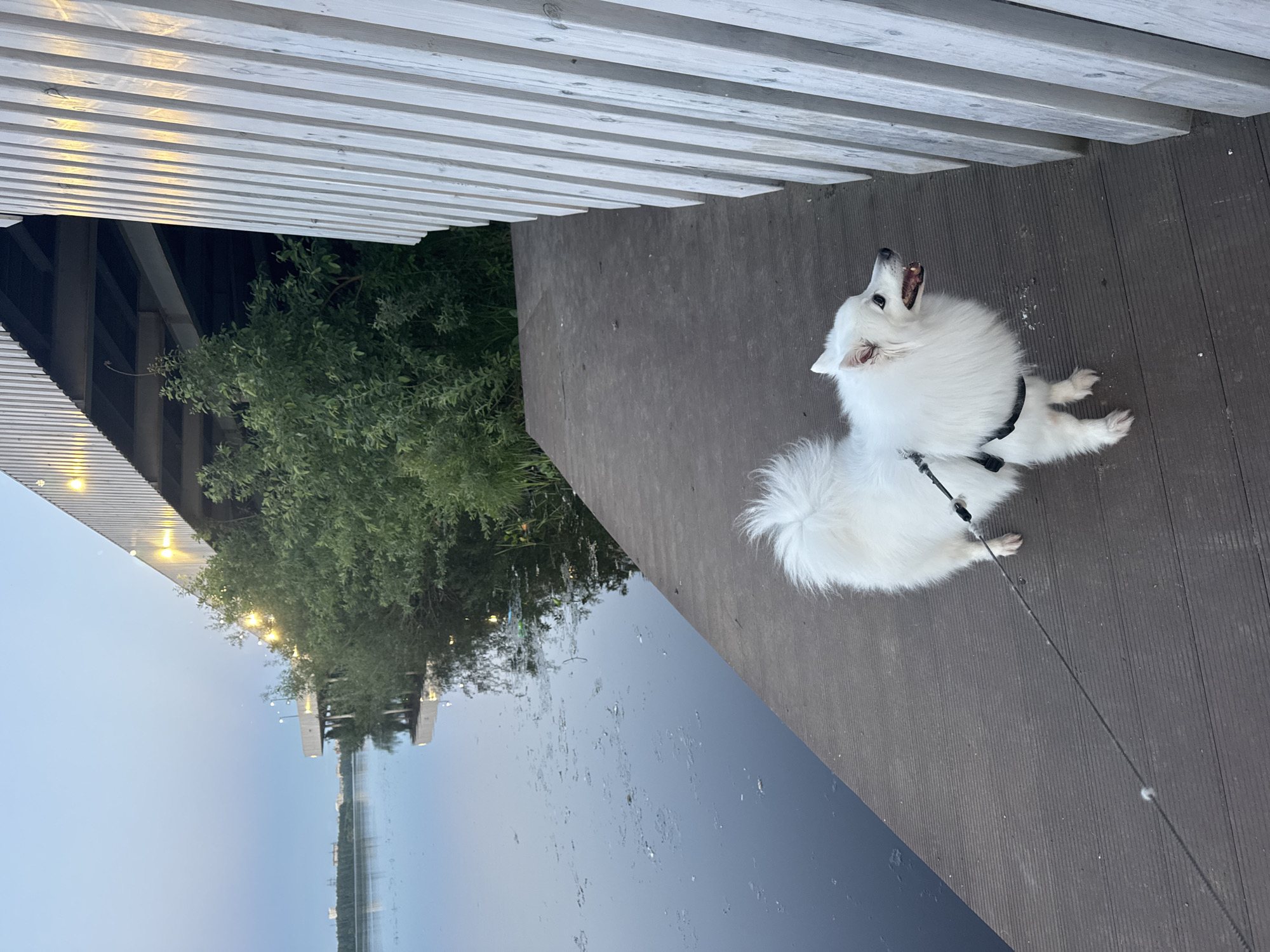 An American Eskimo dog stands on a wooden pier next to a body of water. The dog is white with a fluffy coat and is wearing a black harness and leash. The pier is made of dark wooden planks. To the right of the pier is a white wooden structure with vertical planks. In the background, there is a body of water with some debris on its surface and a lush green treeline. A bridge with lights is visible above the trees, casting reflections on the water. The sky is a pale blue, suggesting it is either early morning or late evening. The scene appears to be outdoors in an urban or suburban setting. This could be the embankment of the Iset River in Yekaterinburg, Russia, a popular spot for walks and recreation.