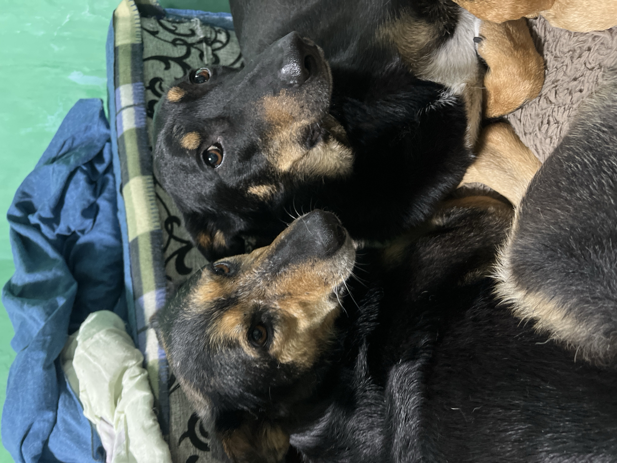 The image shows two dogs resting together on a textured surface, likely a rug or blanket. The dogs appear to be of medium size with black and tan fur. The dog on the left is facing left with its head slightly turned towards the camera, while the dog on the right is facing right with its head also turned slightly towards the camera. Both dogs have brown eyes and attentive expressions. In the background, there are folded blankets and what appears to be a green wall, suggesting an indoor setting. The lighting is dim, casting soft shadows and highlighting the textures of the dogs' fur and the surrounding materials. There is no identifiable information about the location in Nizhny Tagil, Russia.