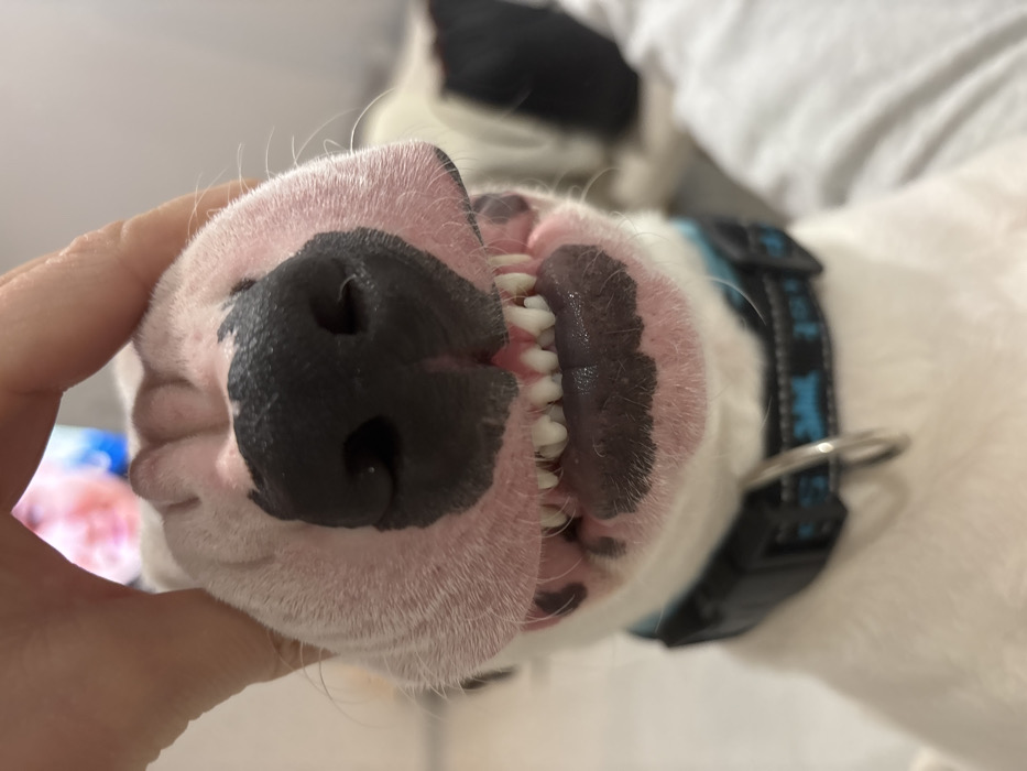 A close-up photo captures a dog's upturned snout, displaying its pink gums and rows of teeth. The dog's nose is prominently featured, black with visible nostrils. A hand slightly obscures part of the nose on the left. The dog has white fur, with black markings visible in the background, along with a blue and black collar. The background is blurred, but shows a light gray fabric, possibly bedding or upholstery.