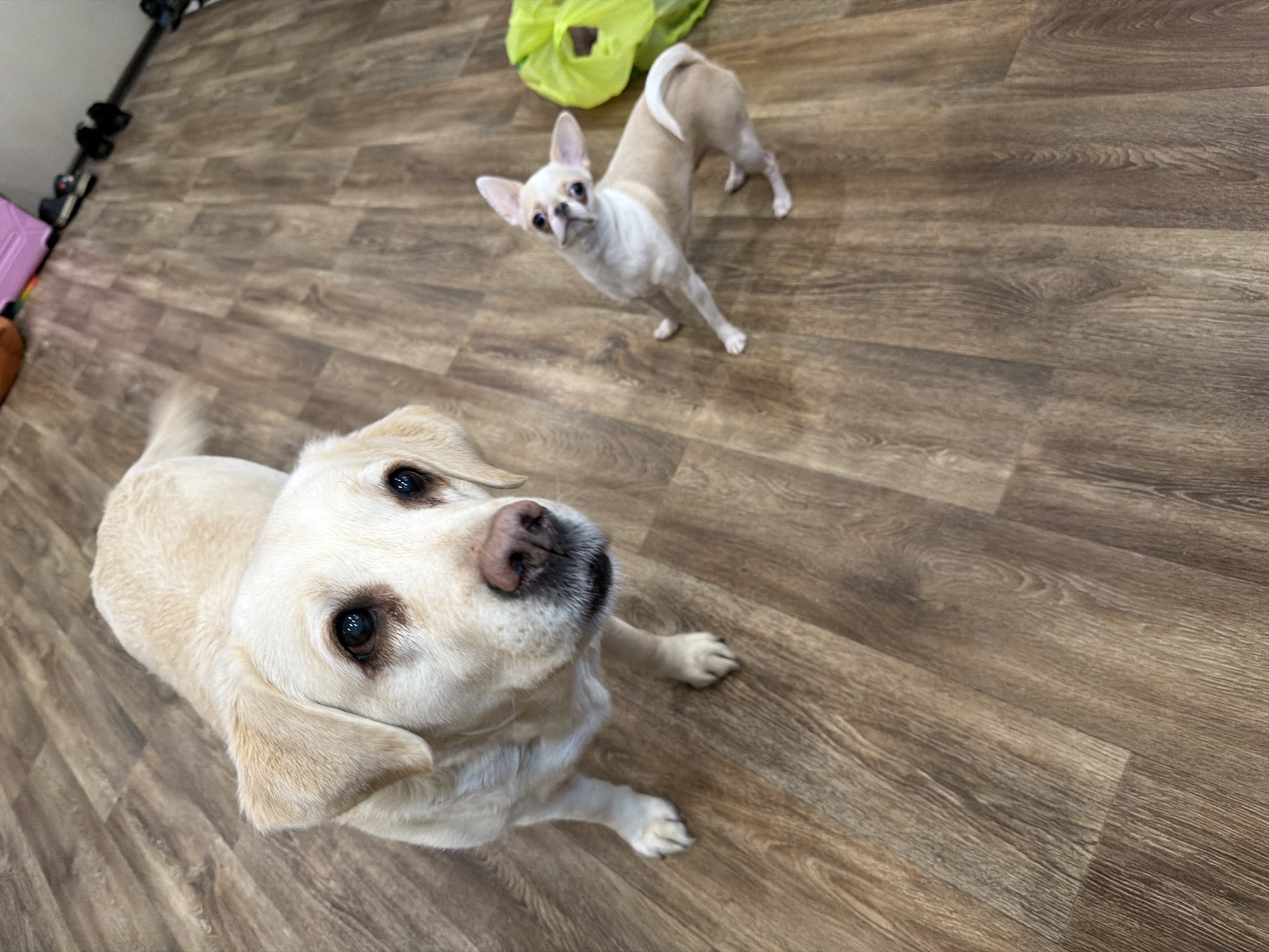 The image shows two dogs on a wood-patterned floor. A yellow Labrador Retriever is in the foreground, looking up at the camera. A small Chihuahua is standing in the background, also looking towards the camera. A green bag is visible behind the Chihuahua. The scene appears to be indoors, possibly in a home or office. There is no information in the image that could be used to determine a location in Nizhnevartovsk, Russia.