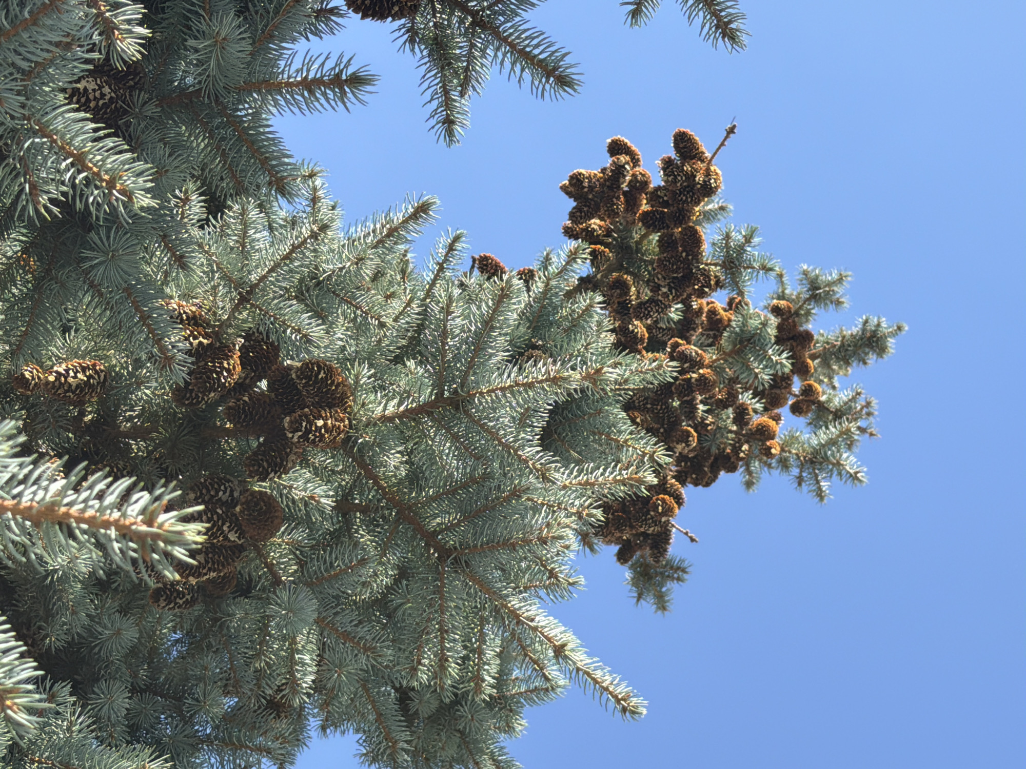 A low-angle, medium shot captures the tops of several blue spruce trees against a clear, vibrant blue sky. The trees are laden with numerous brown pine cones, clustered densely on the branches, particularly towards the upper center of the frame. The needles of the spruce trees are a muted blue-green color, creating a sharp contrast with the brown of the cones and the bright sky. The overall impression is one of a sunny day with abundant pine cones on the trees. The image does not depict any people, actions, or specific Moscow landmarks, and therefore, the location of Moscow, Russia, cannot be confirmed or denied.