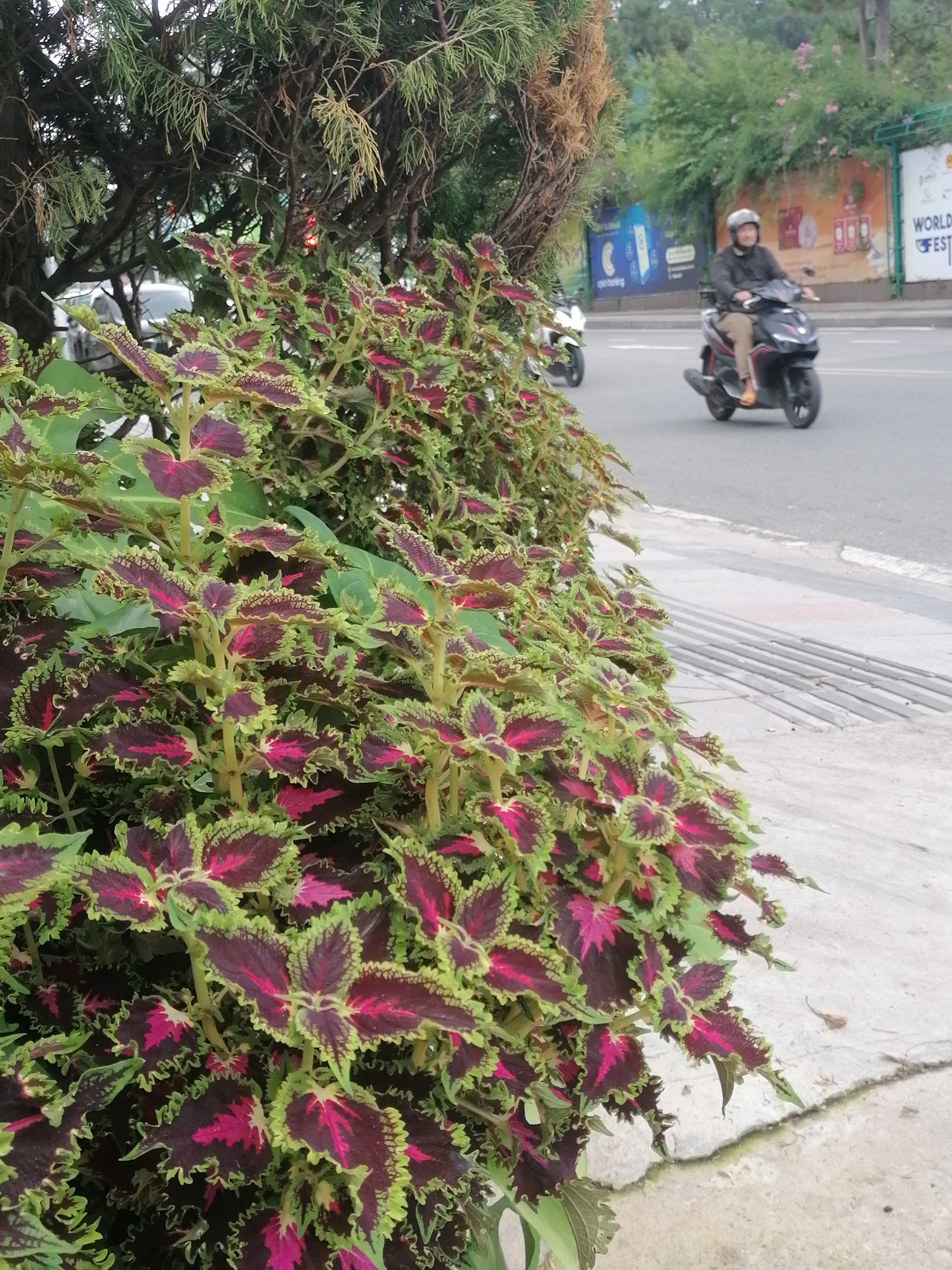This image presents a vibrant street scene in Da Lat, Vietnam, with a strong focus on the foreground's lush greenery. The immediate foreground is dominated by a dense bush of ornamental plants, identified as Coleus, featuring striking leaves with bright green, dark red/purple, and pink patterns. These plants grow densely along a concrete sidewalk or curb.
Behind the foliage, a paved road runs parallel to the viewer. A person wearing a light-colored helmet and a dark jacket is riding a black scooter along this road, moving towards the left of the frame. Their expression is neutral. A second, lighter-colored scooter is partially visible further back on the left side of the road. On the ground adjacent to the road, a metal drainage grate is visible.
In the background, there are more trees and bushes, and several billboards line the street. One billboard on the far right has partially visible text that appears to read "WORLD...FEST". Another billboard to its left displays graphics and unreadable text, likely an advertisement. The lighting is soft and even, suggesting it is daytime, possibly under an overcast sky, with no harsh shadows. The overall setting depicts a roadside environment in an urban or semi-urban area of Da Lat.