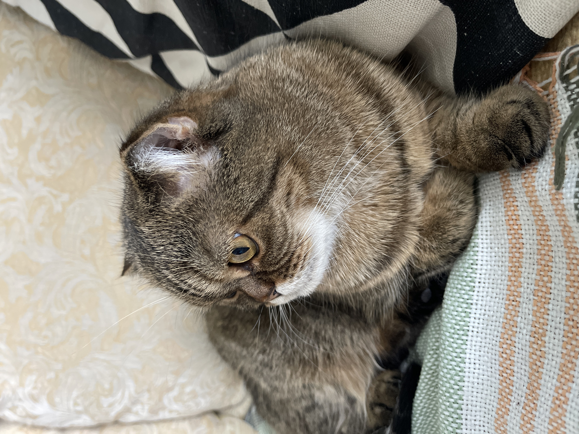 This is a close-up, overhead shot of a tabby cat lying down. The cat is primarily brown with black stripes, and its fur appears soft and well-groomed. Its eyes are open and appear to be a yellowish-green color. The cat's ears are folded forward, a characteristic of Scottish Fold cats. One of its paws is visible, resting on a striped blanket. The background consists of a textured, light-colored fabric with a subtle pattern and a black and white striped fabric, likely a blanket or part of furniture.
The cat appears relaxed, possibly dozing or resting. The lighting suggests it could be daytime, with natural light illuminating the scene. There are no visible text elements in the image. The setting appears to be indoors, in a comfortable domestic environment. The overall mood is peaceful and cozy.