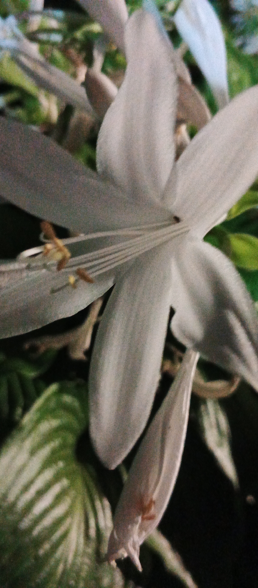 The image is a close-up, low-light photograph of a white flower with prominent stamens and pistils. The flower's petals are elongated and slightly curved, with a soft, velvety texture. The stamens are a light brown color, tipped with yellow anthers. In the background, blurred green foliage is visible, along with some areas of shadow. The overall impression is one of delicate beauty and natural detail. There are no people or man-made structures visible in the image. The image does not contain any information about the city of Mukachevo, Ukraine.